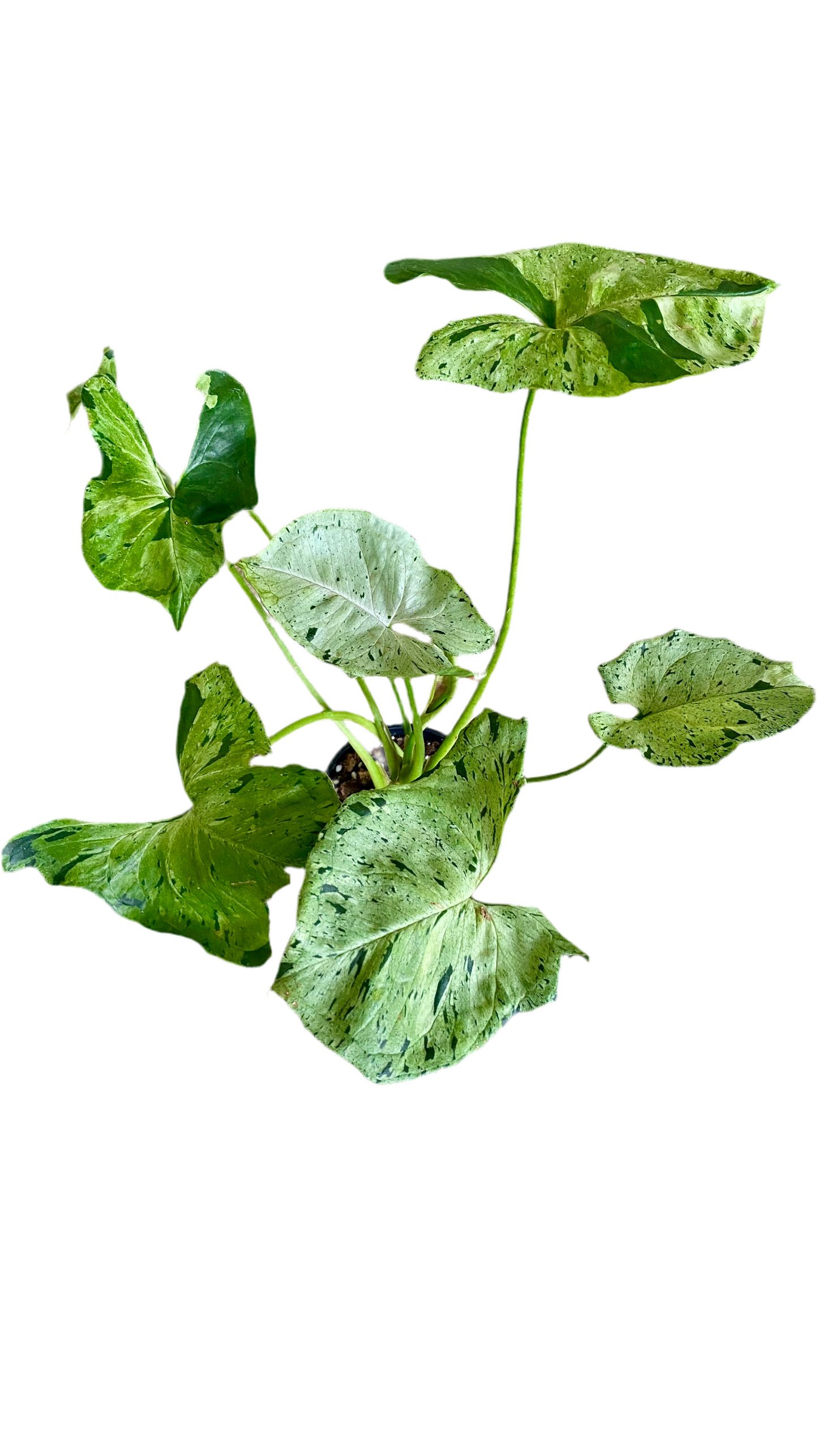 Syngonium Green Splash