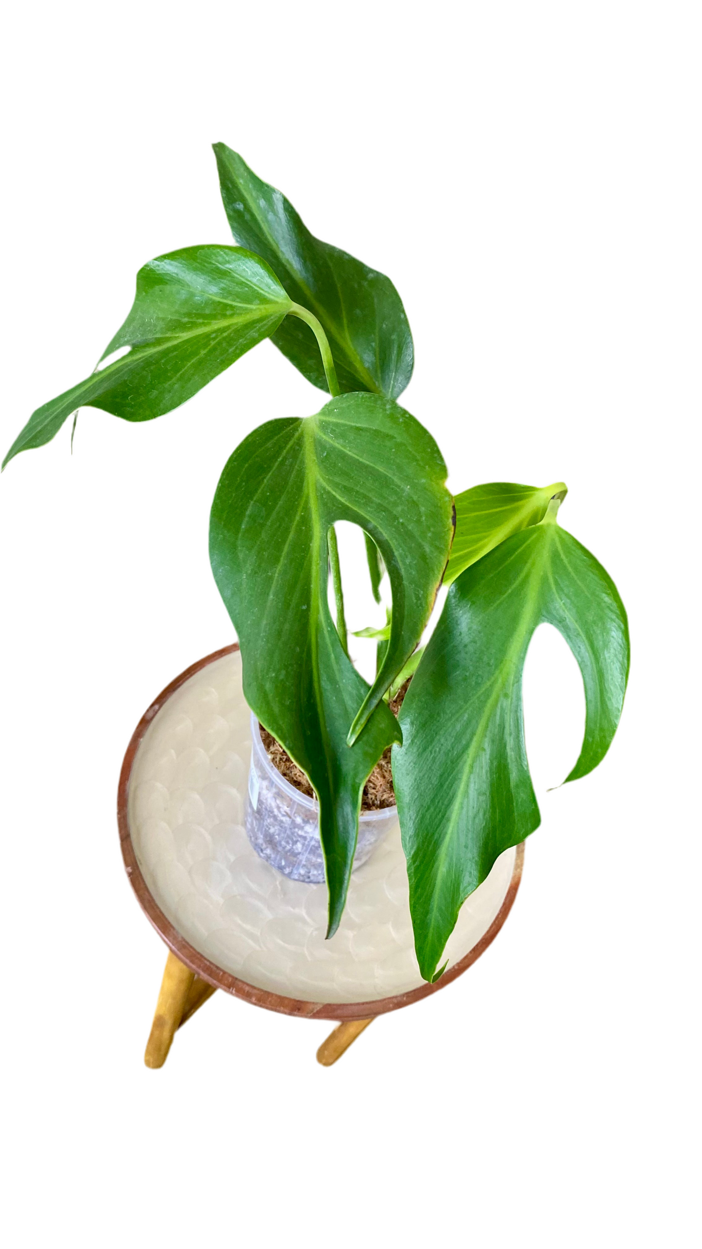 Monstera Burle Marx Flame
