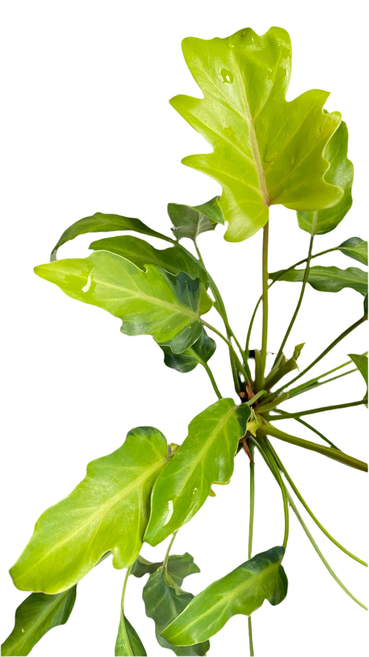 Philodendron Xanadu Variegated