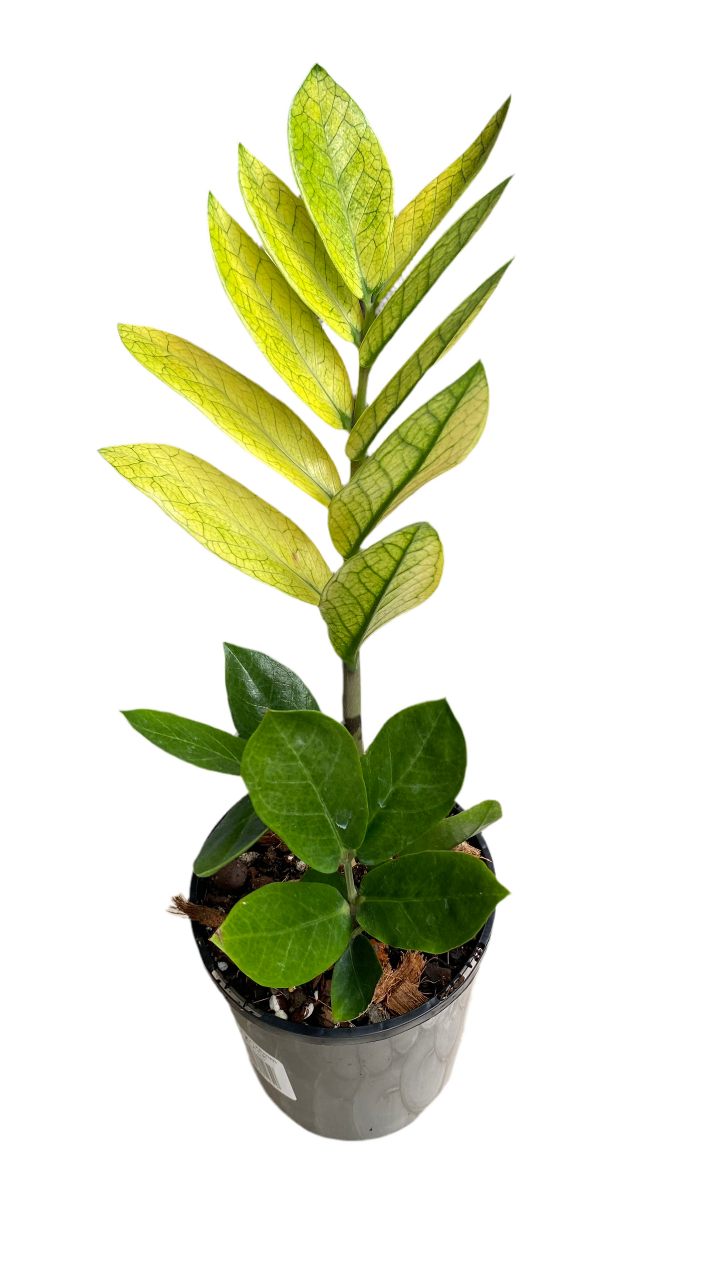 Zamioculcas Zamiifolia - Akebono