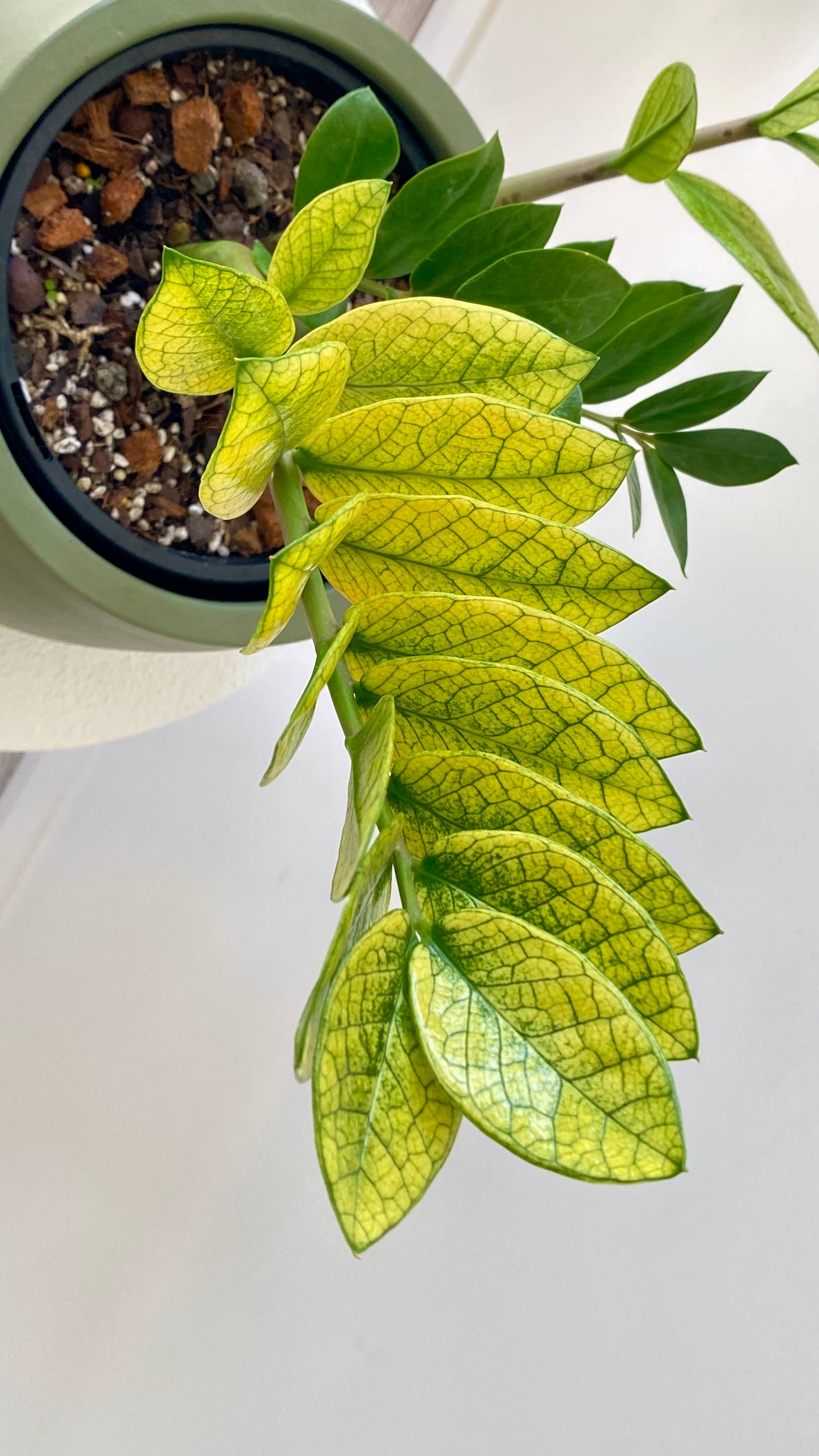 Zamioculcas Zamiifolia - Akebono