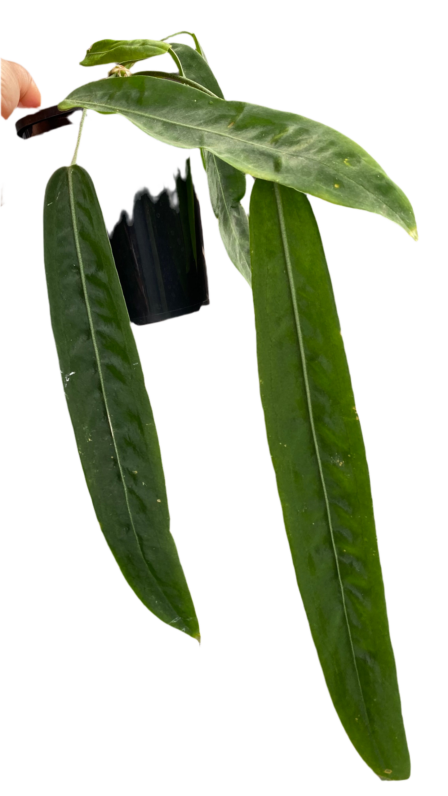 Anthurium Pallidiflorum