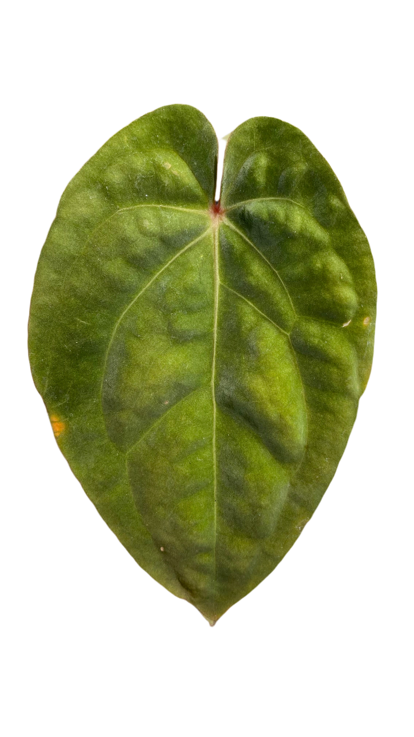 Anthurium Hoffmannii Red Sinus 'Blood Moon'