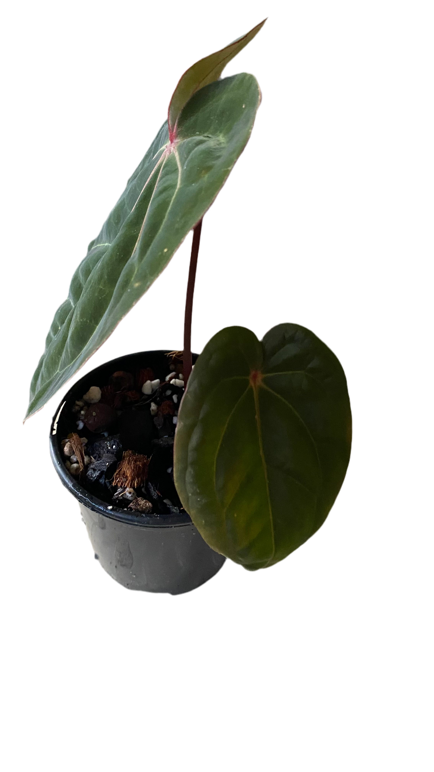 Anthurium Hoffmannii Red Sinus 'Blood Moon'
