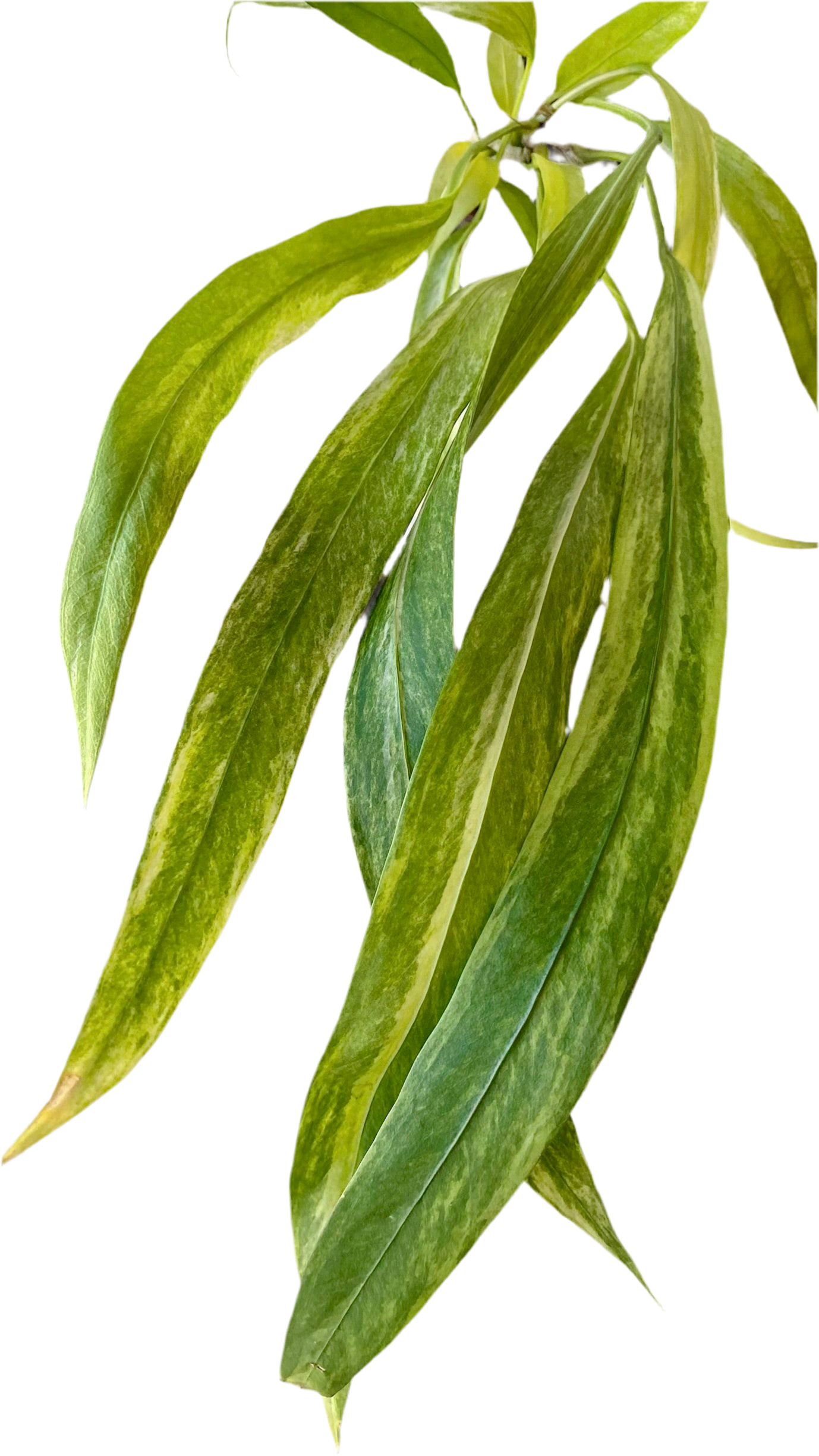 Anthurium Vittarifolium Variegated