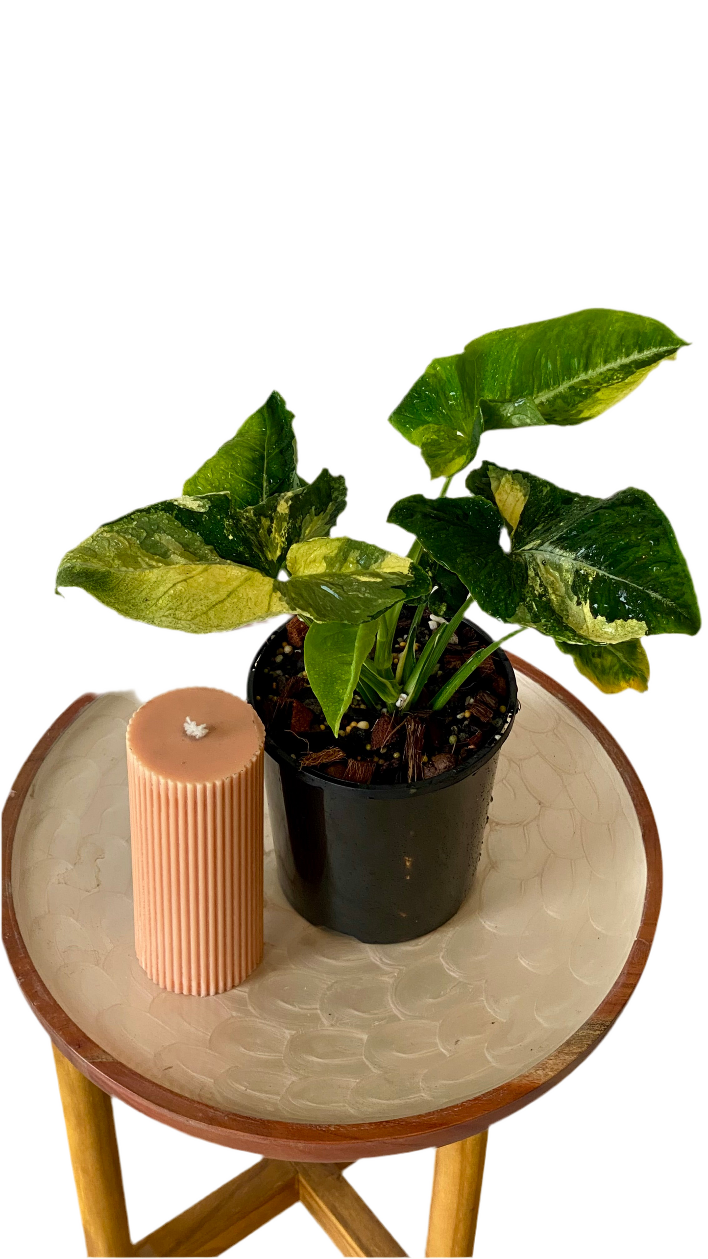 Syngonium Scrambled Eggs