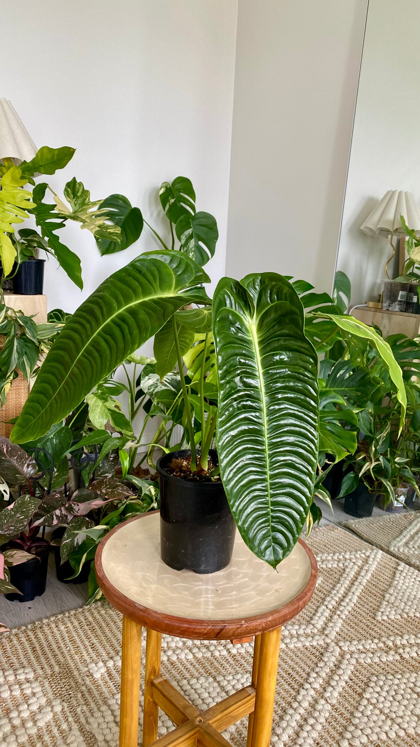 Anthurium Vietchii - King of Anthuriums