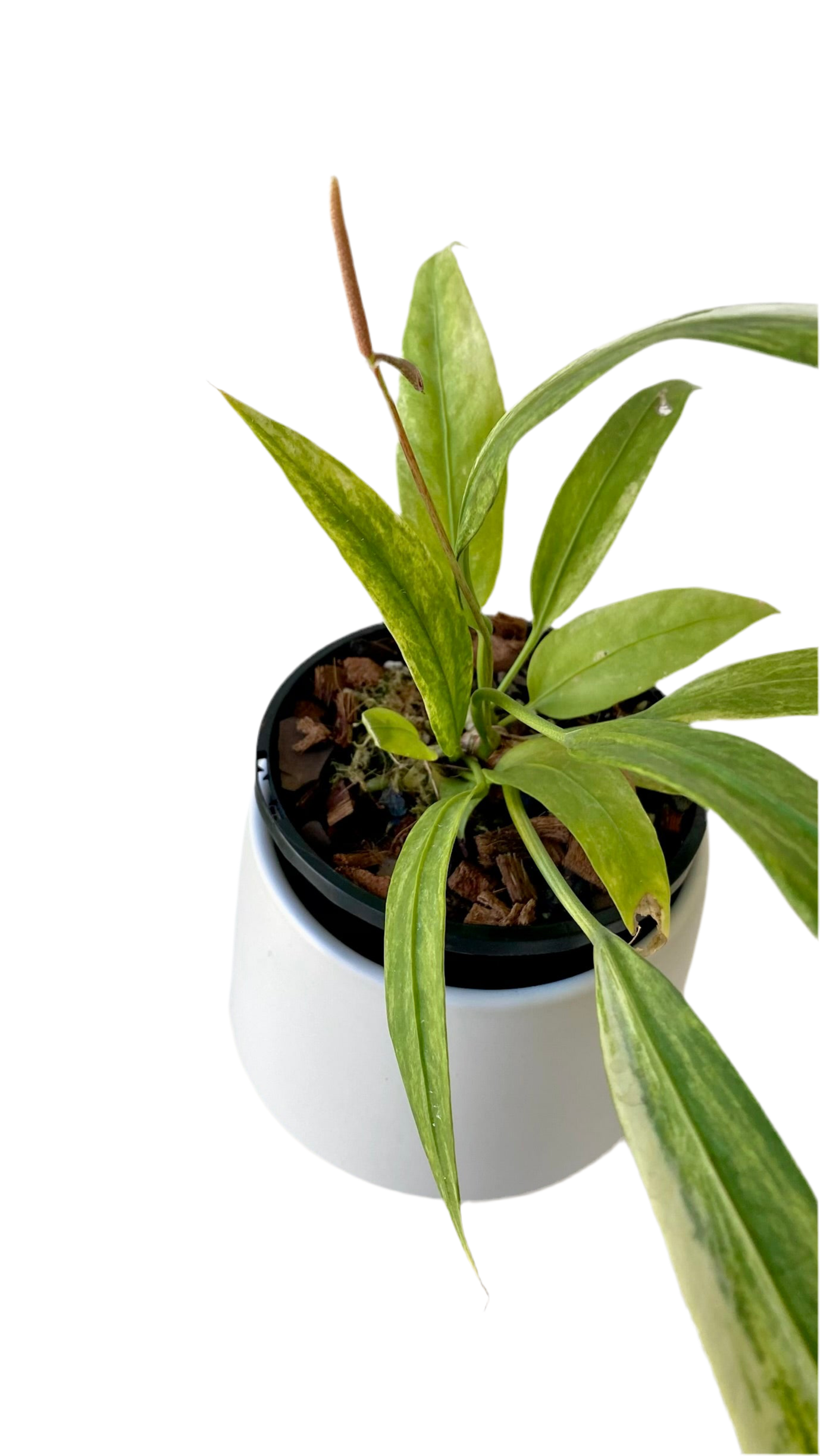 Anthurium Vittarifolium Variegated