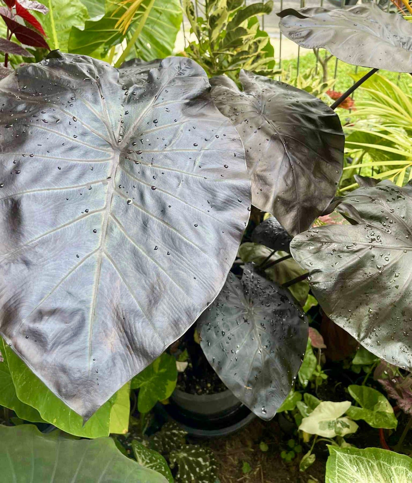 Colocasia Black Coral