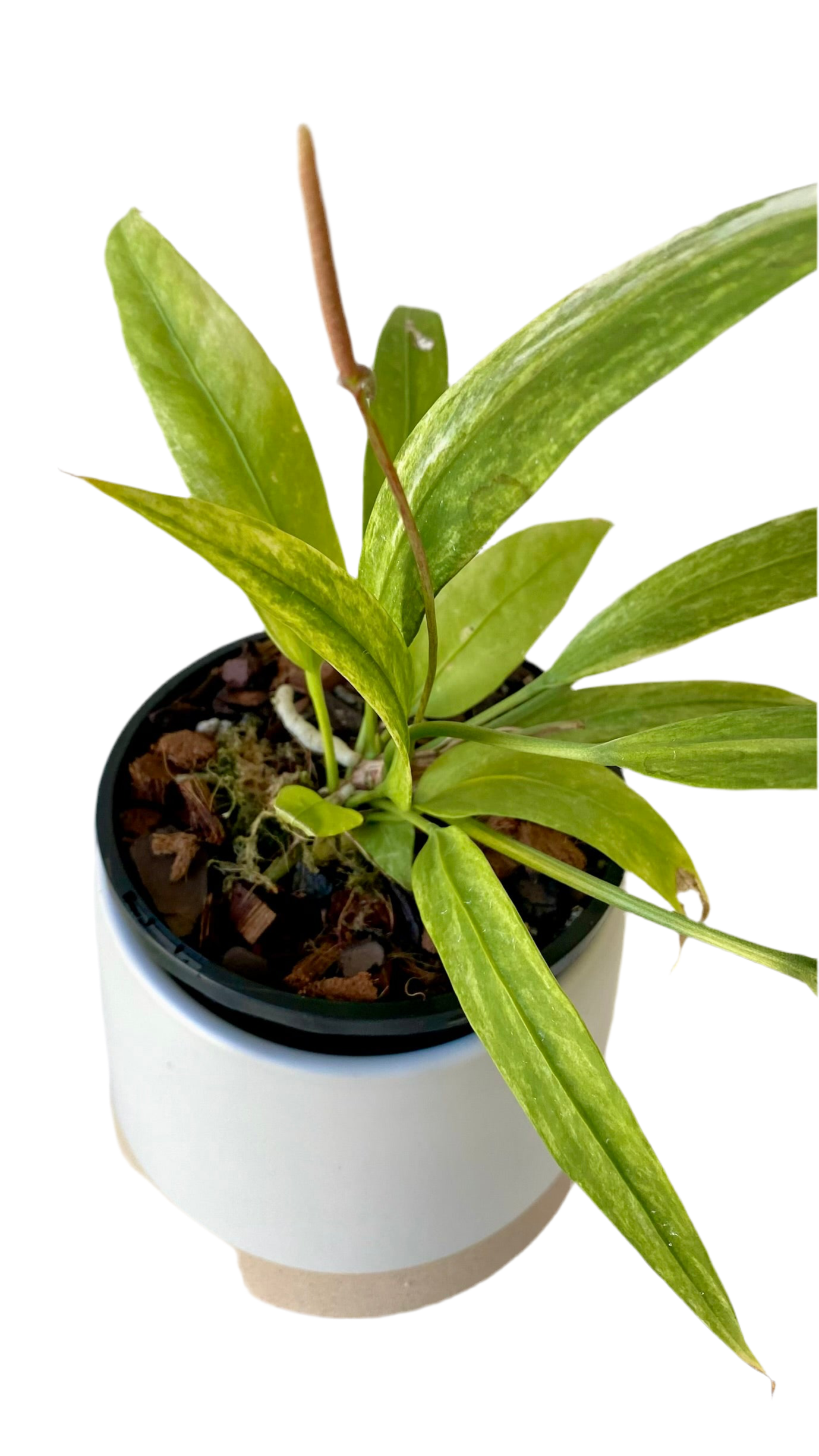 Anthurium Vittarifolium Variegated
