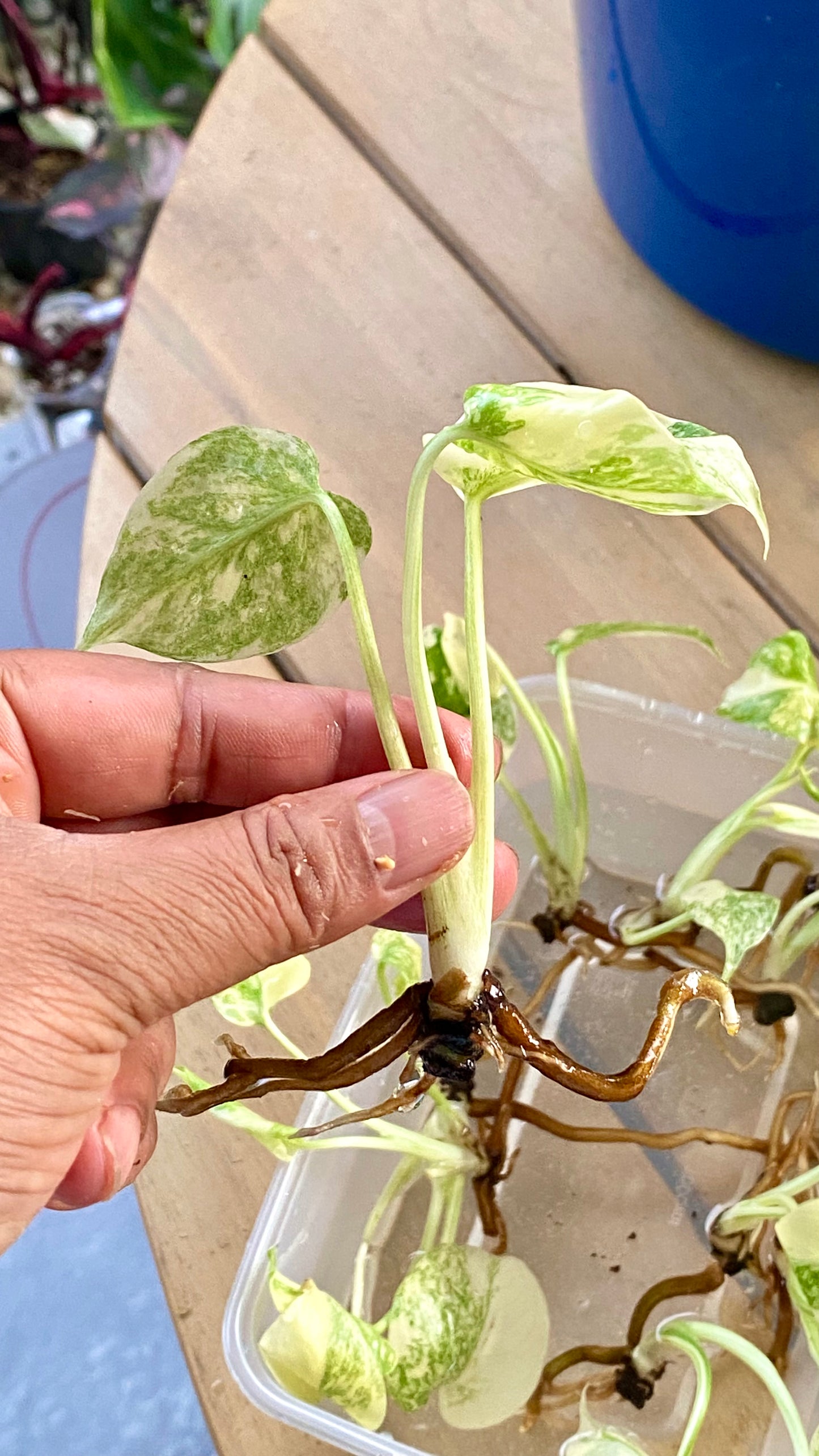 Monstera Deliciosa Legacy Variegated