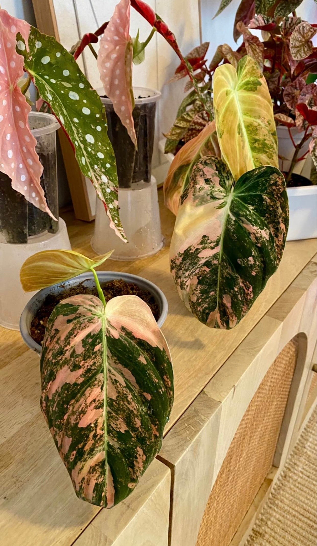 Philodendron Melanochrysum Orange/ Pink