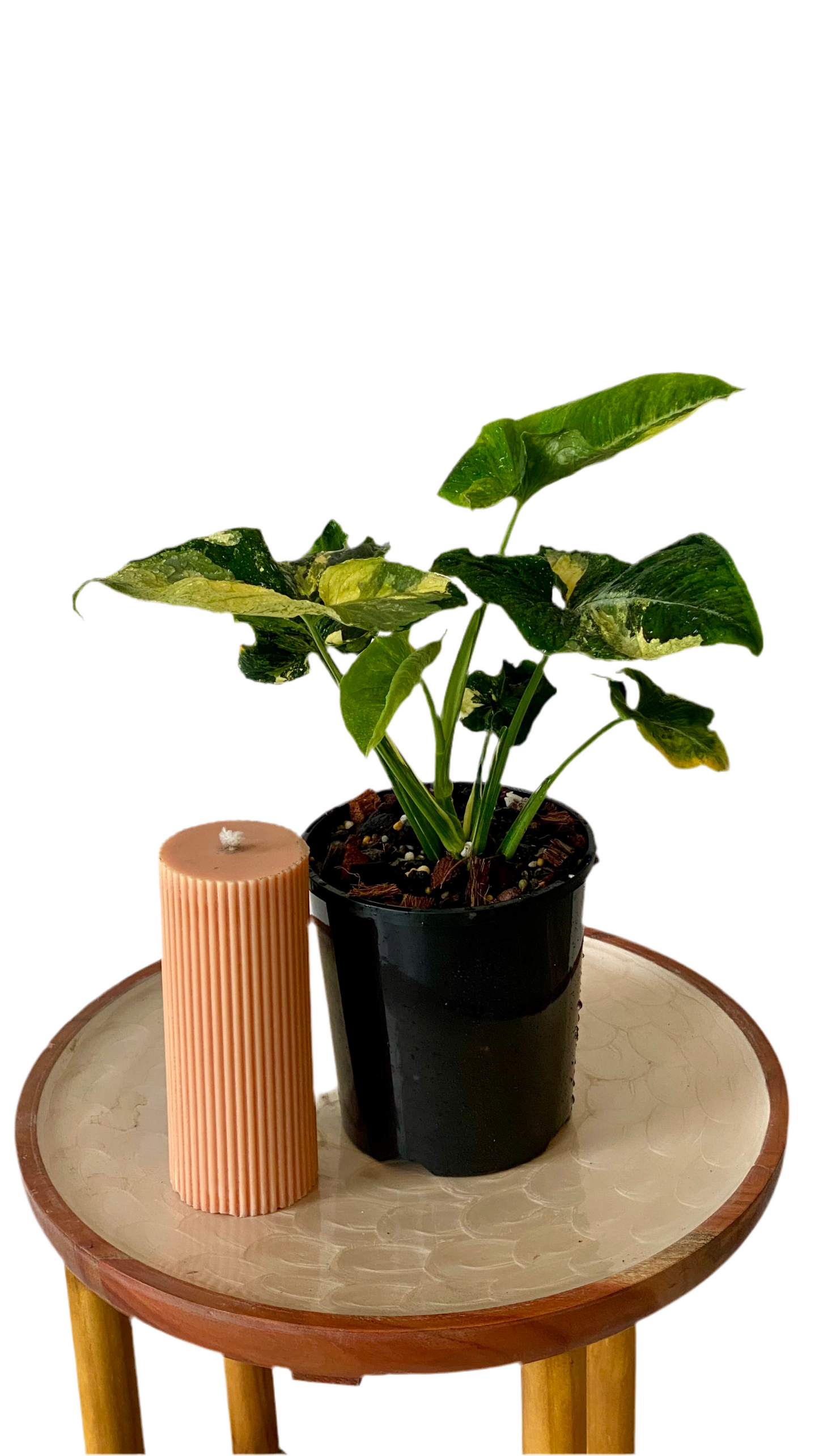 Syngonium Scrambled Eggs