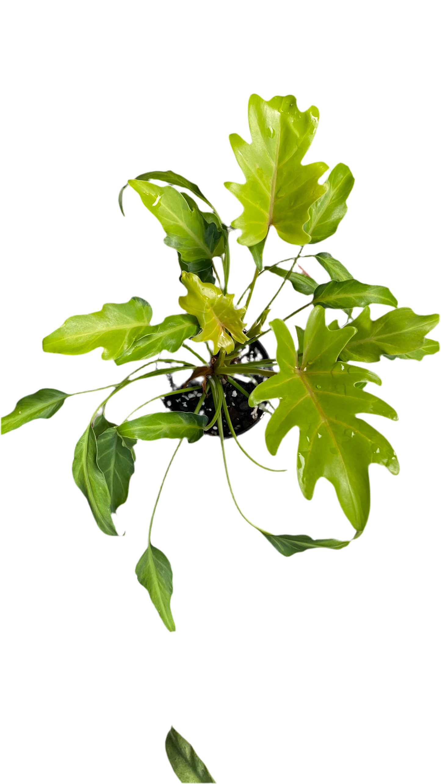 Philodendron Xanadu Variegated