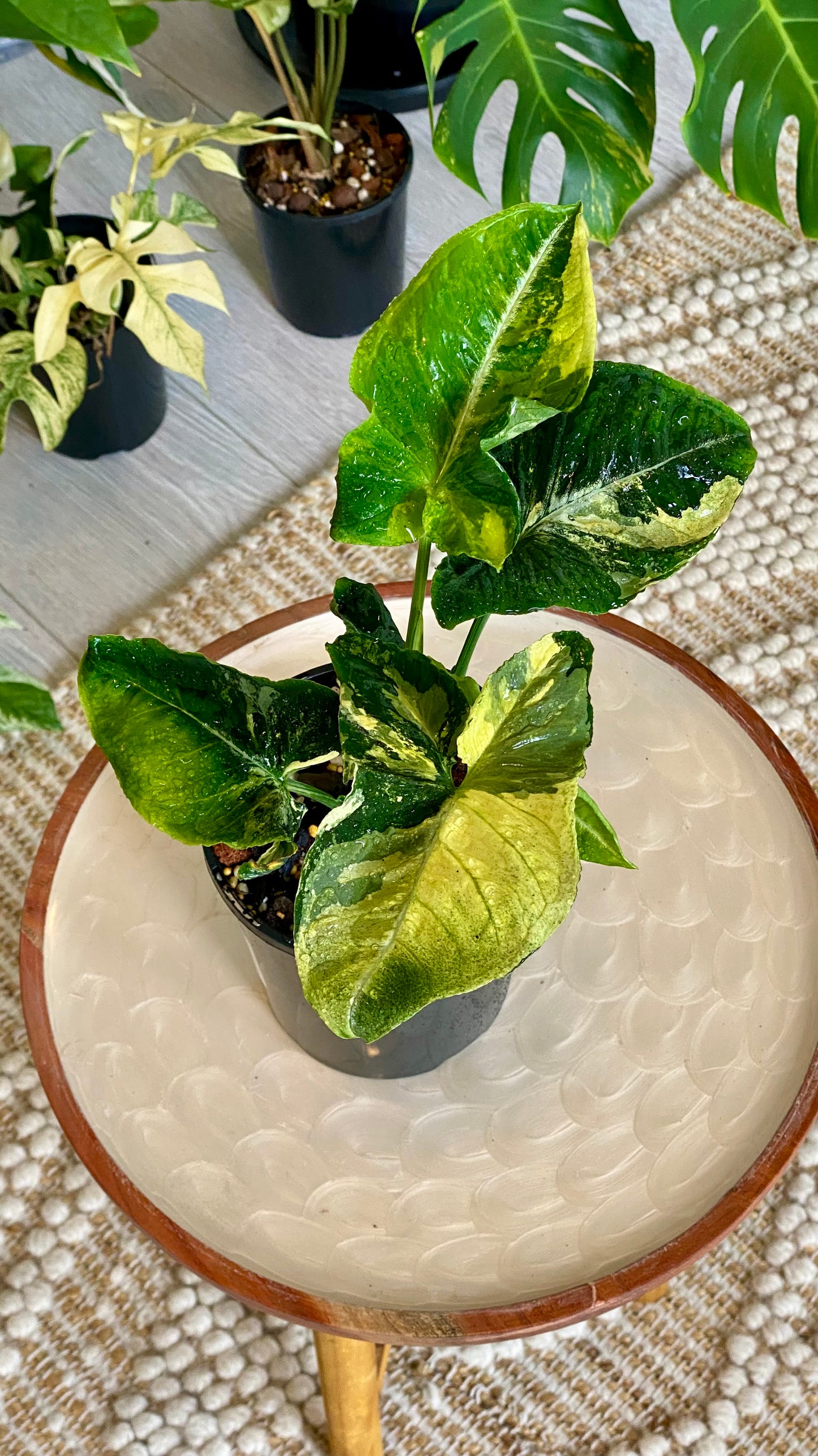 Syngonium Scrambled Eggs