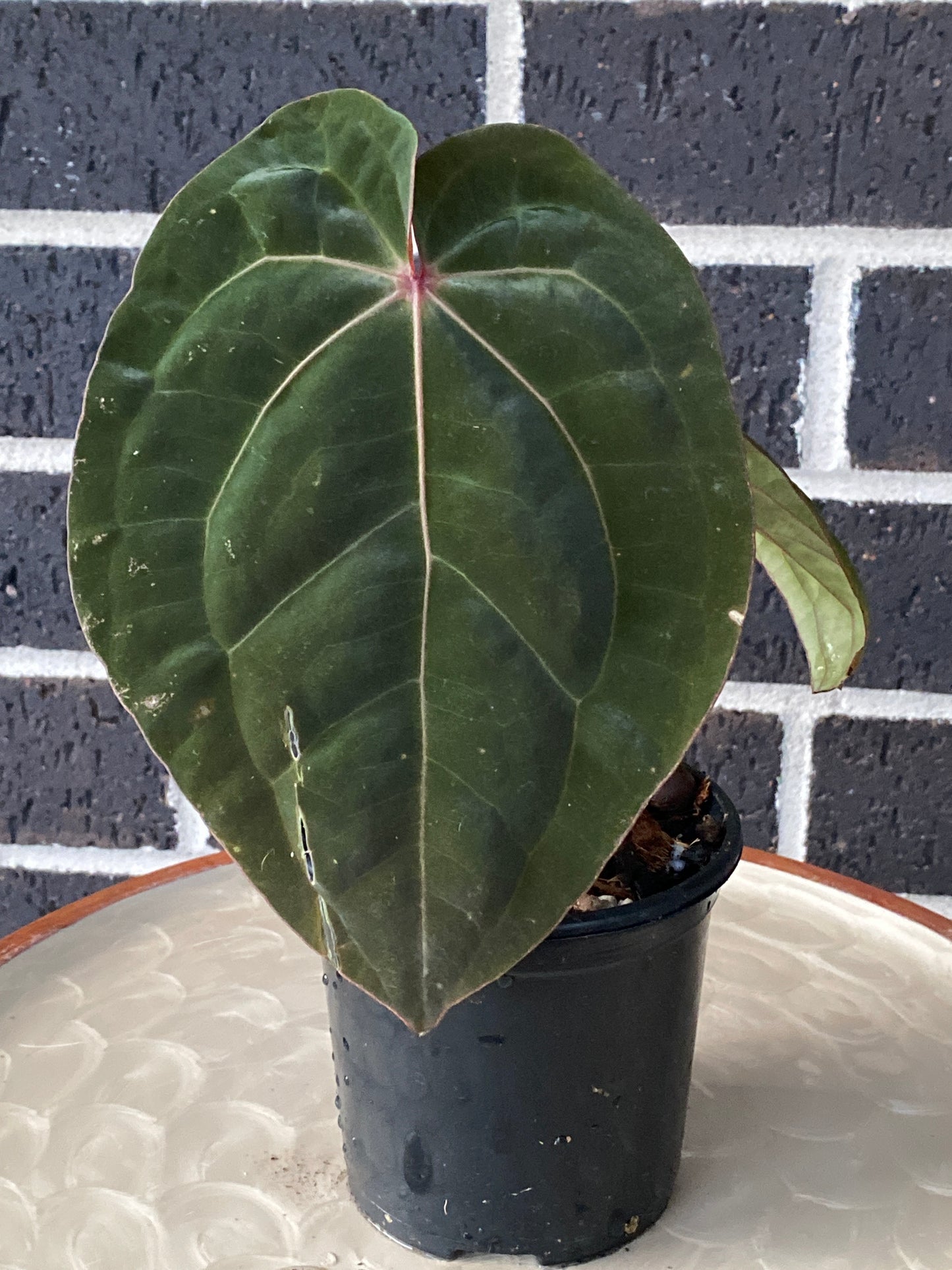 Anthurium Hoffmannii Red Sinus 'Blood Moon'