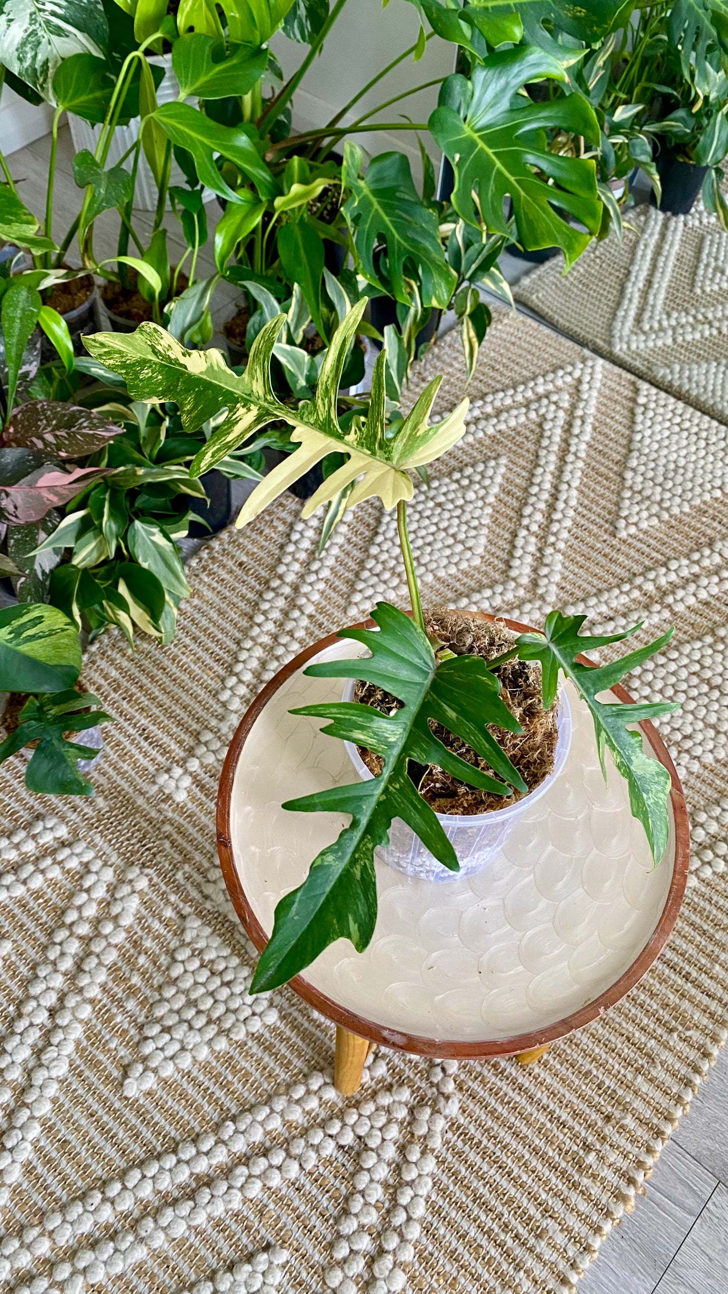 Philodendron Florida Beauty x P. Totum Variegated