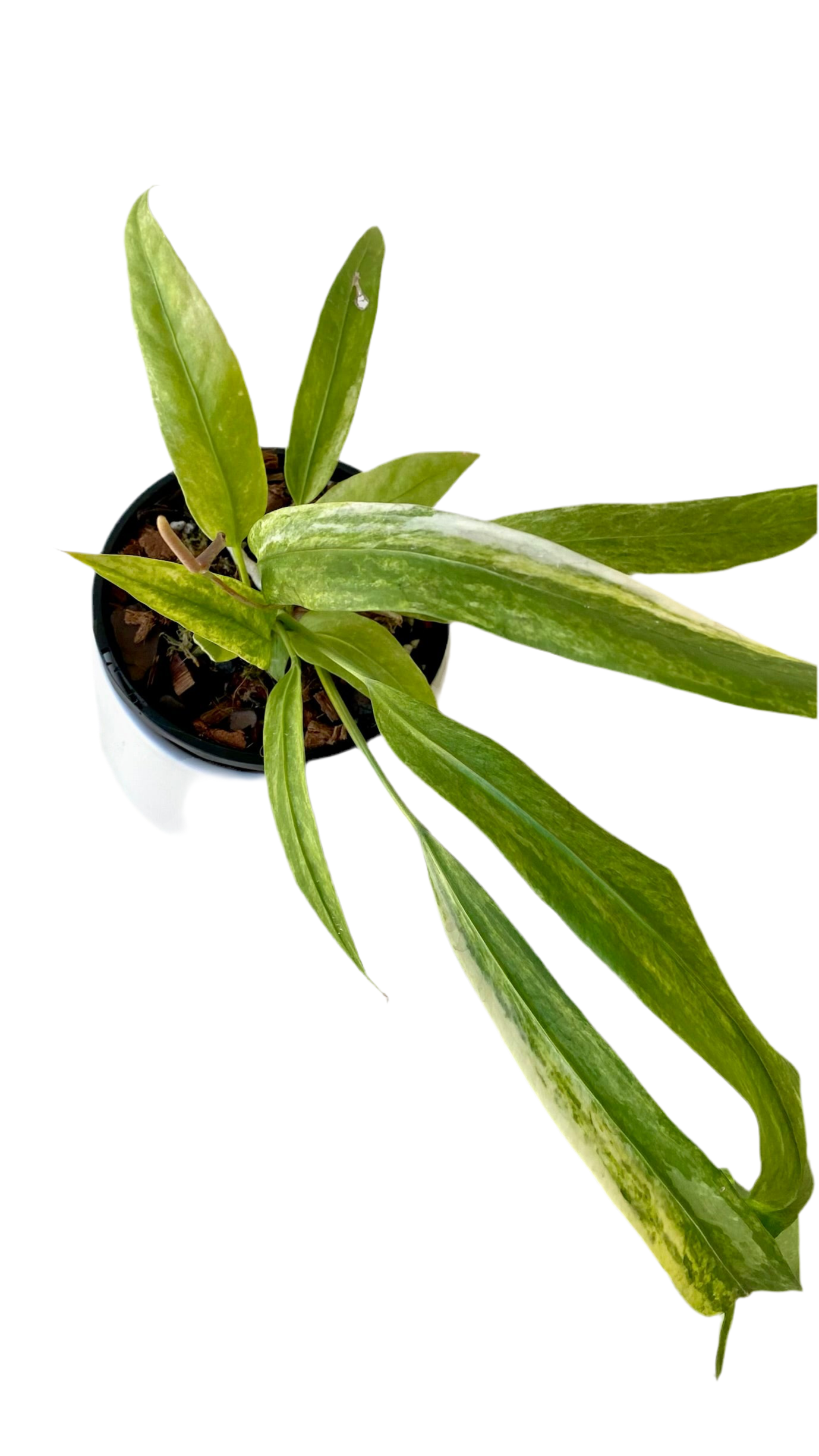 Anthurium Vittarifolium Variegated