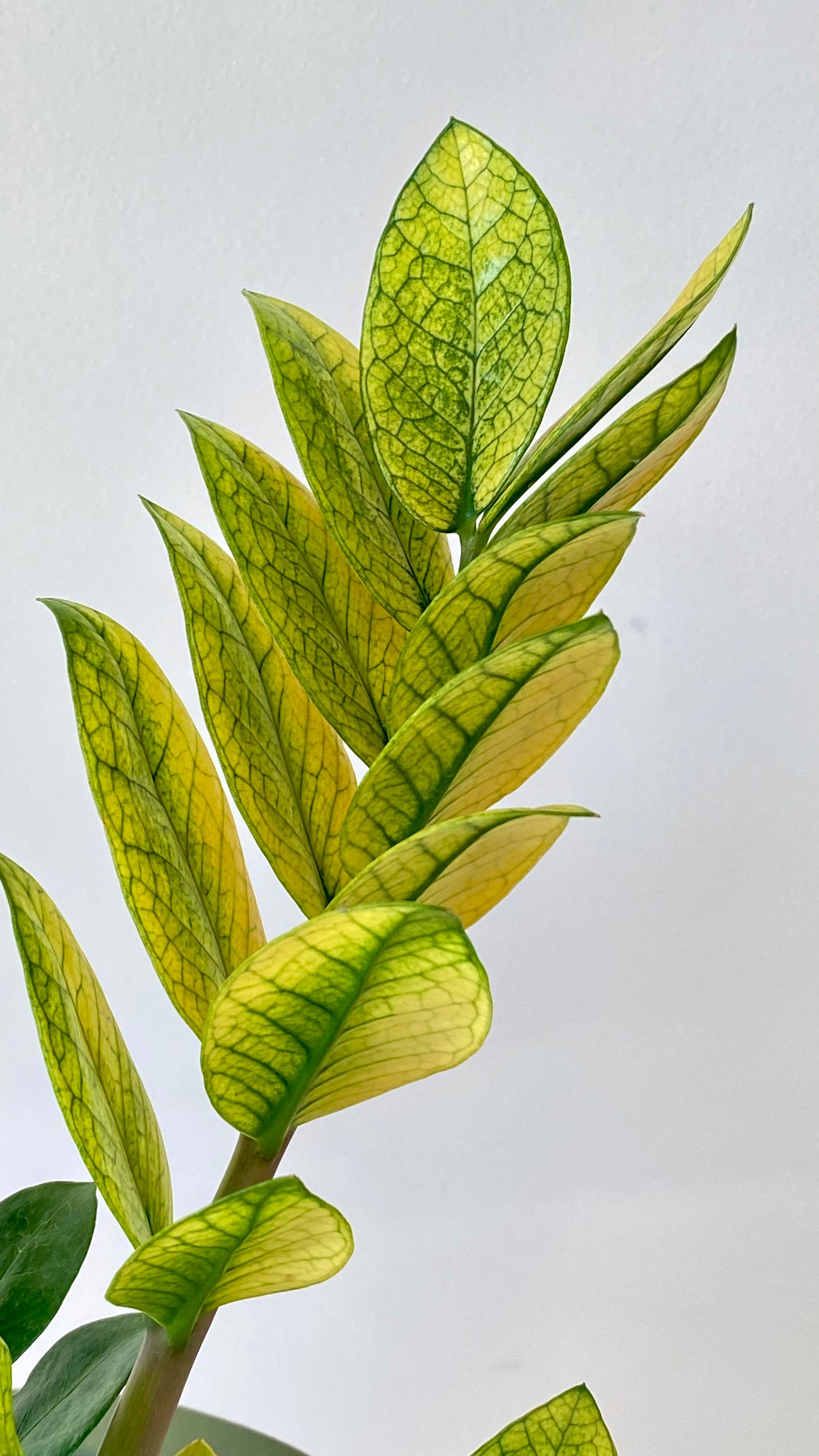 Zamioculcas Zamiifolia - Akebono