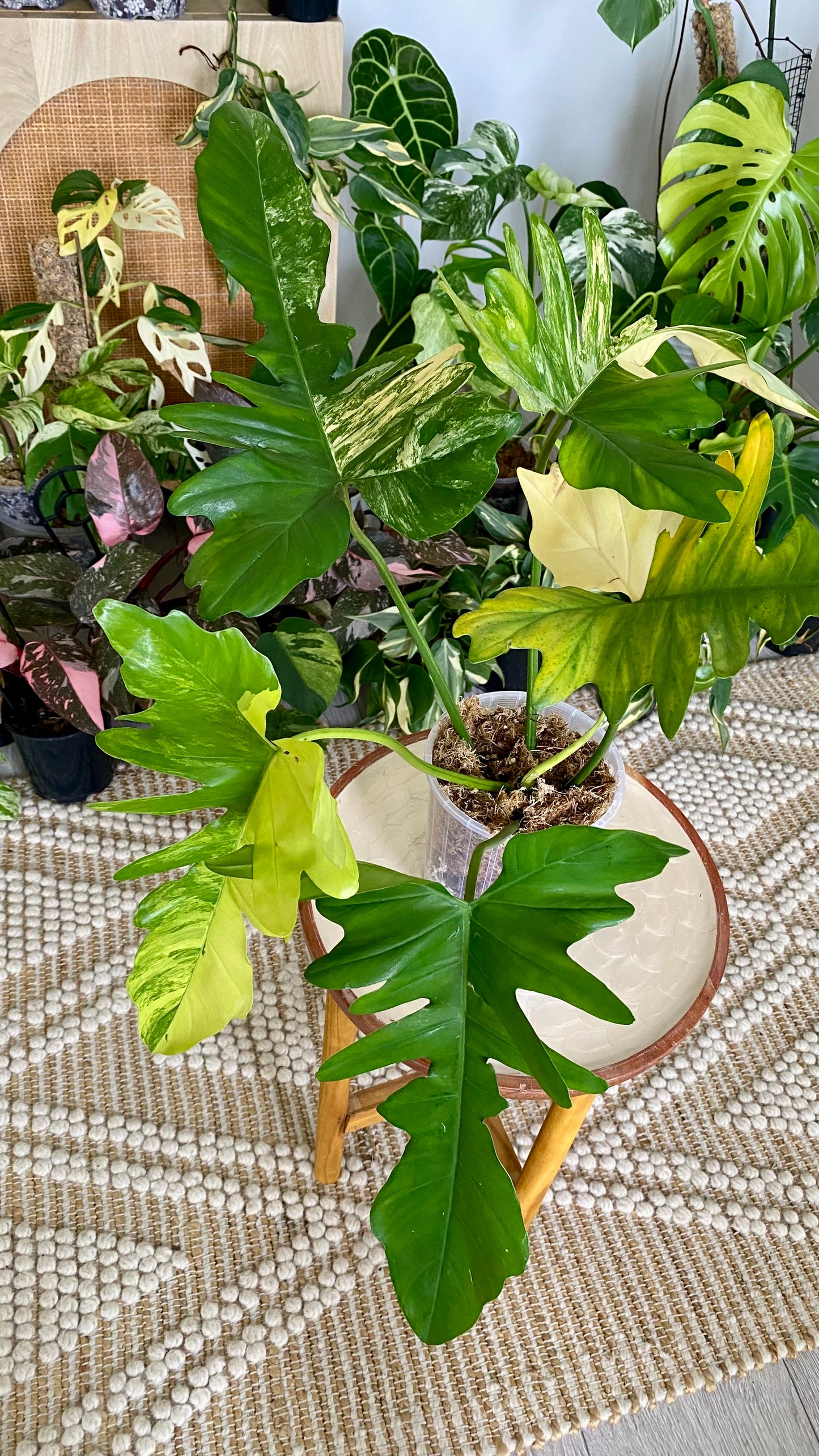 Philodendron Beauty * P. Mayoi Variegated