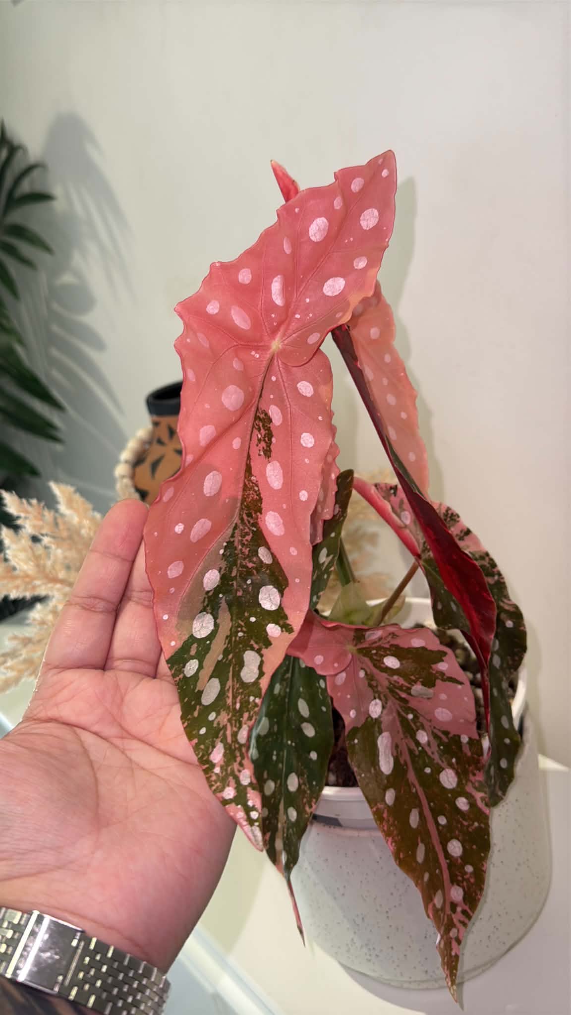 Begonia maculata Pink Variegated