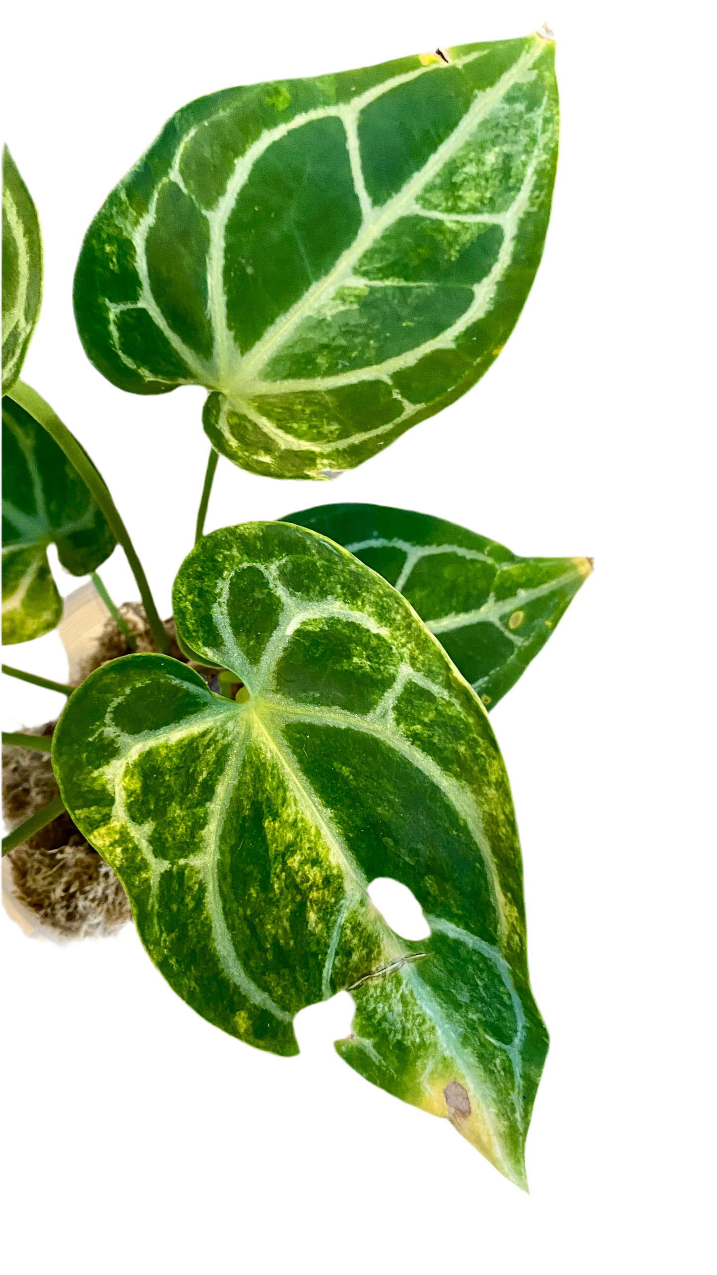 Anthurium Crystallinum hybrid Variegated