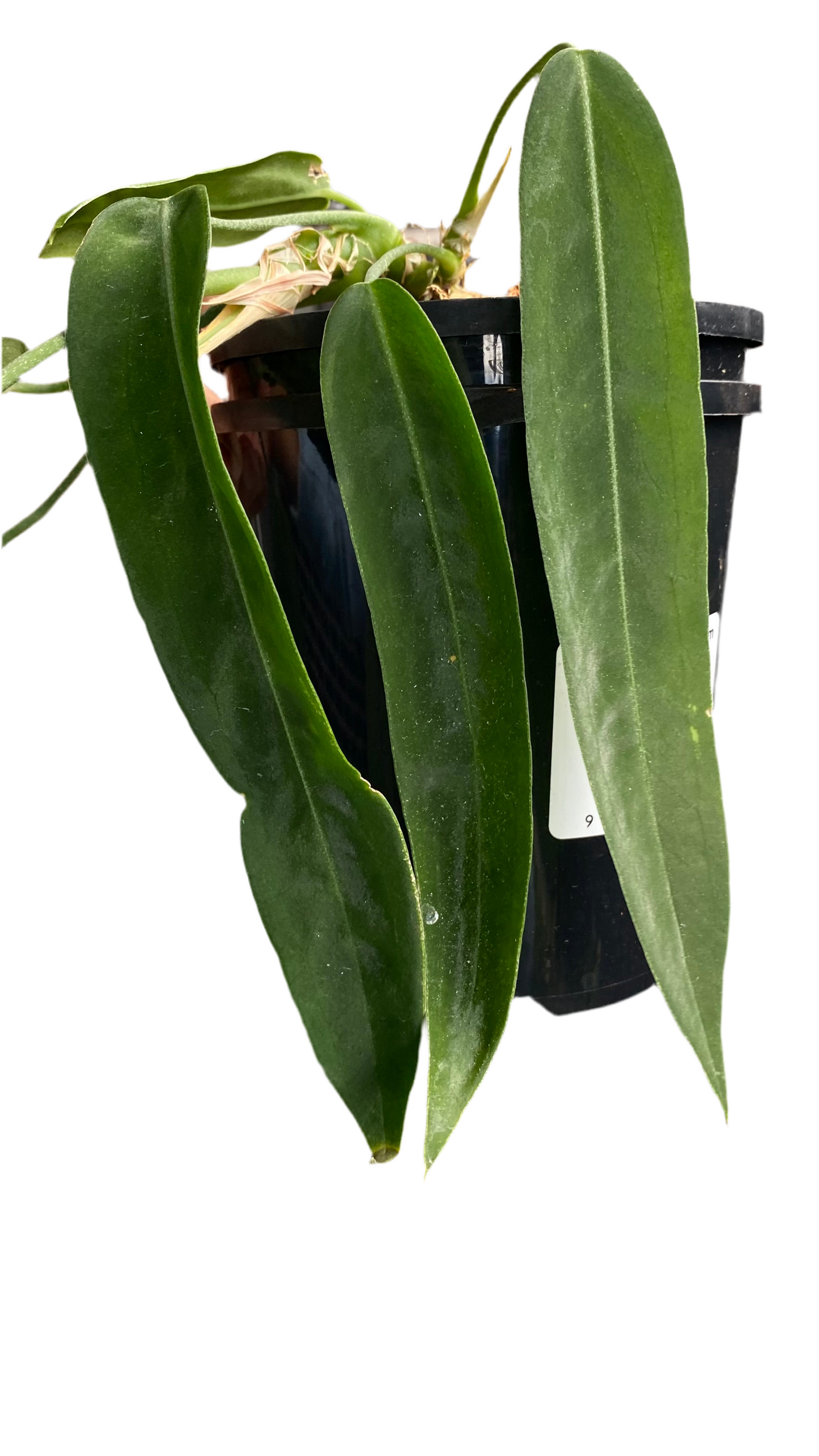 Anthurium Pallidiflorum