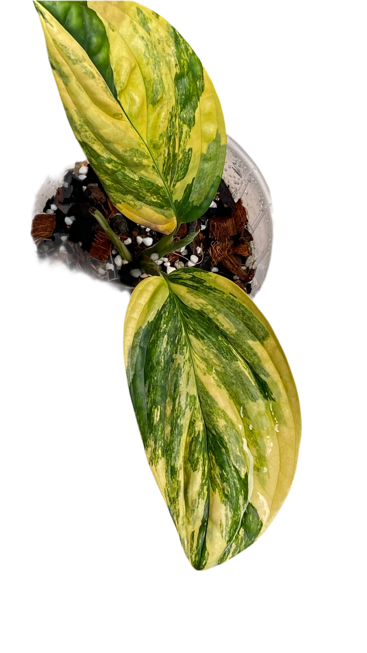 Monstera Peru Variegated