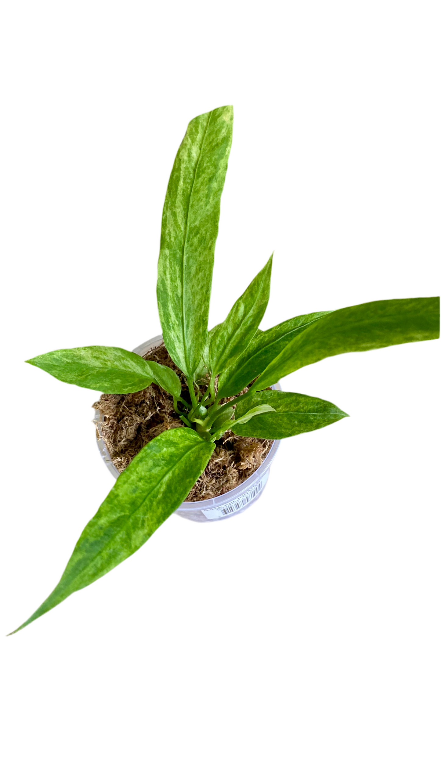 Anthurium Vittarifolium Variegated