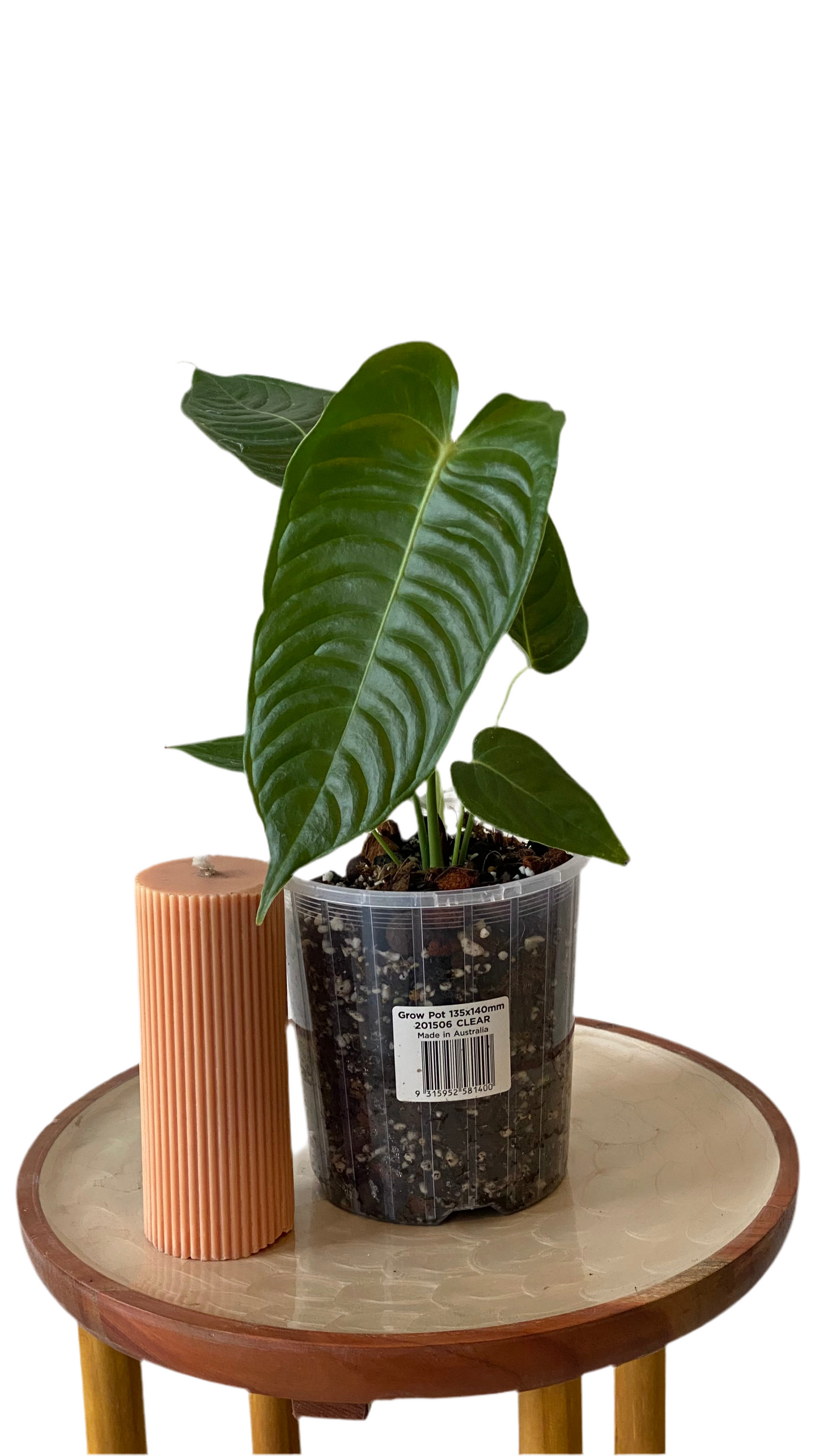 King Anthurium Veitchii - Narrow Form
