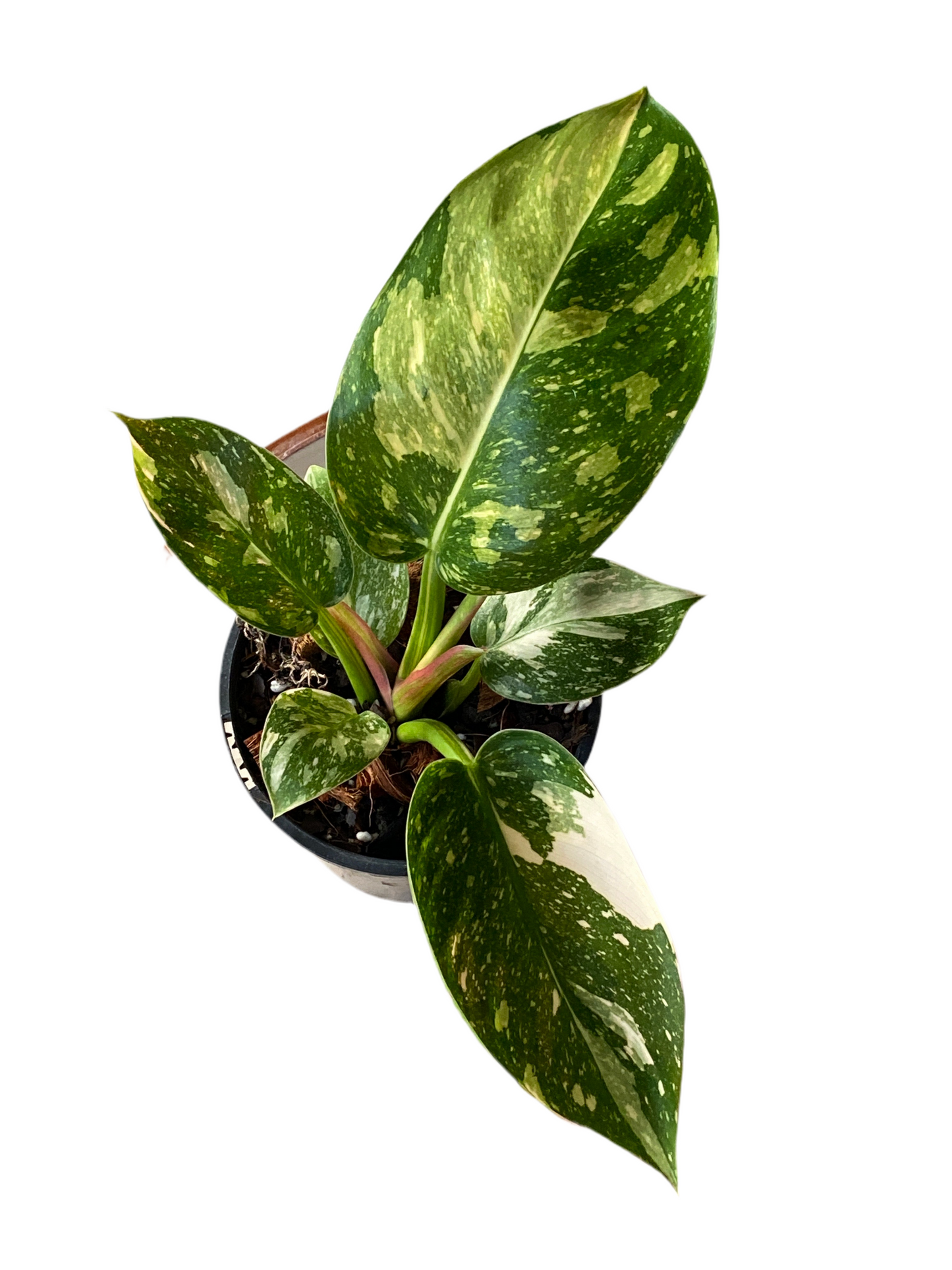 Philodendron Green Congo Nuclear