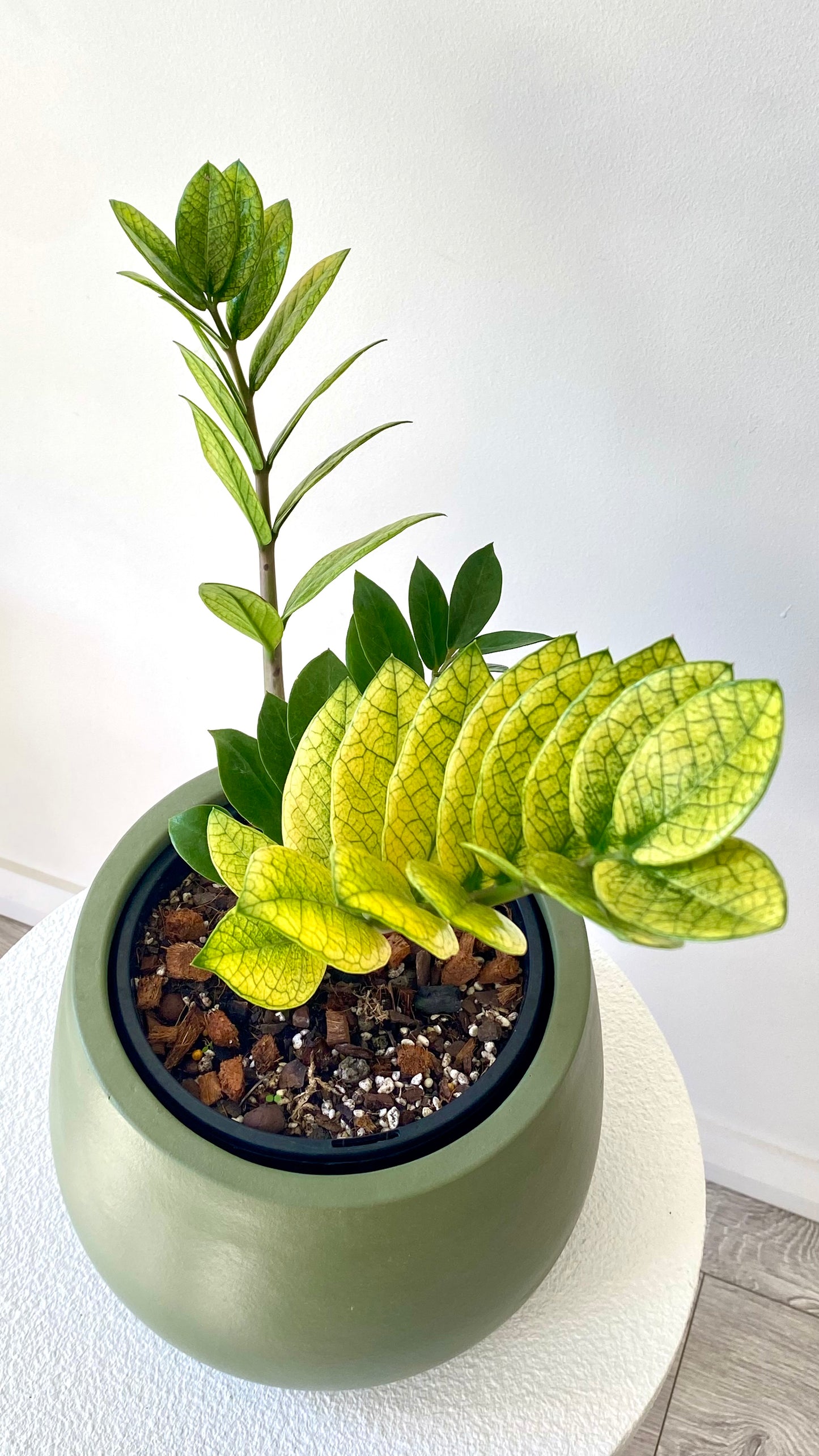Zamioculcas Zamiifolia - Akebono