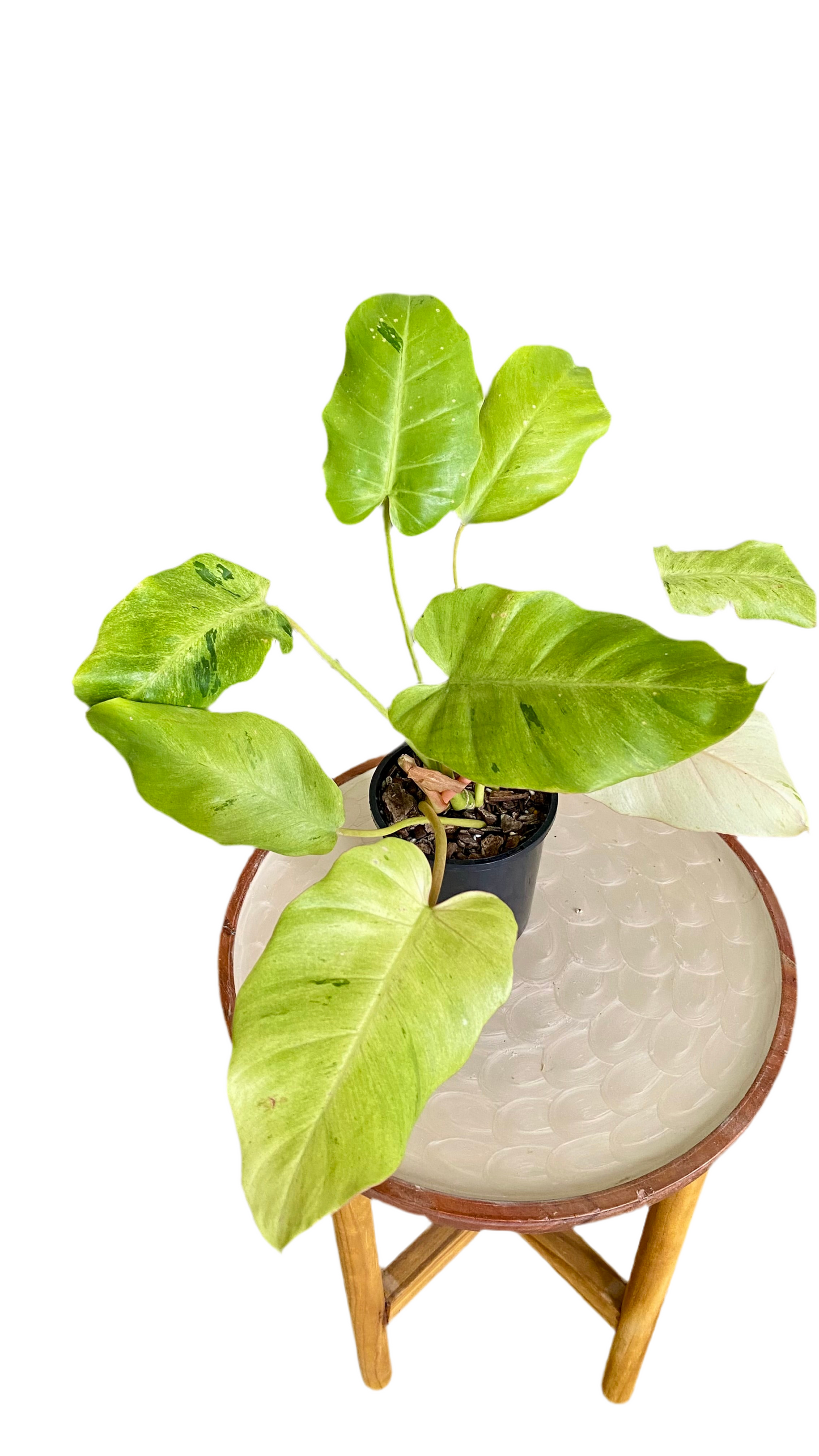 Philodendron Snowdrift