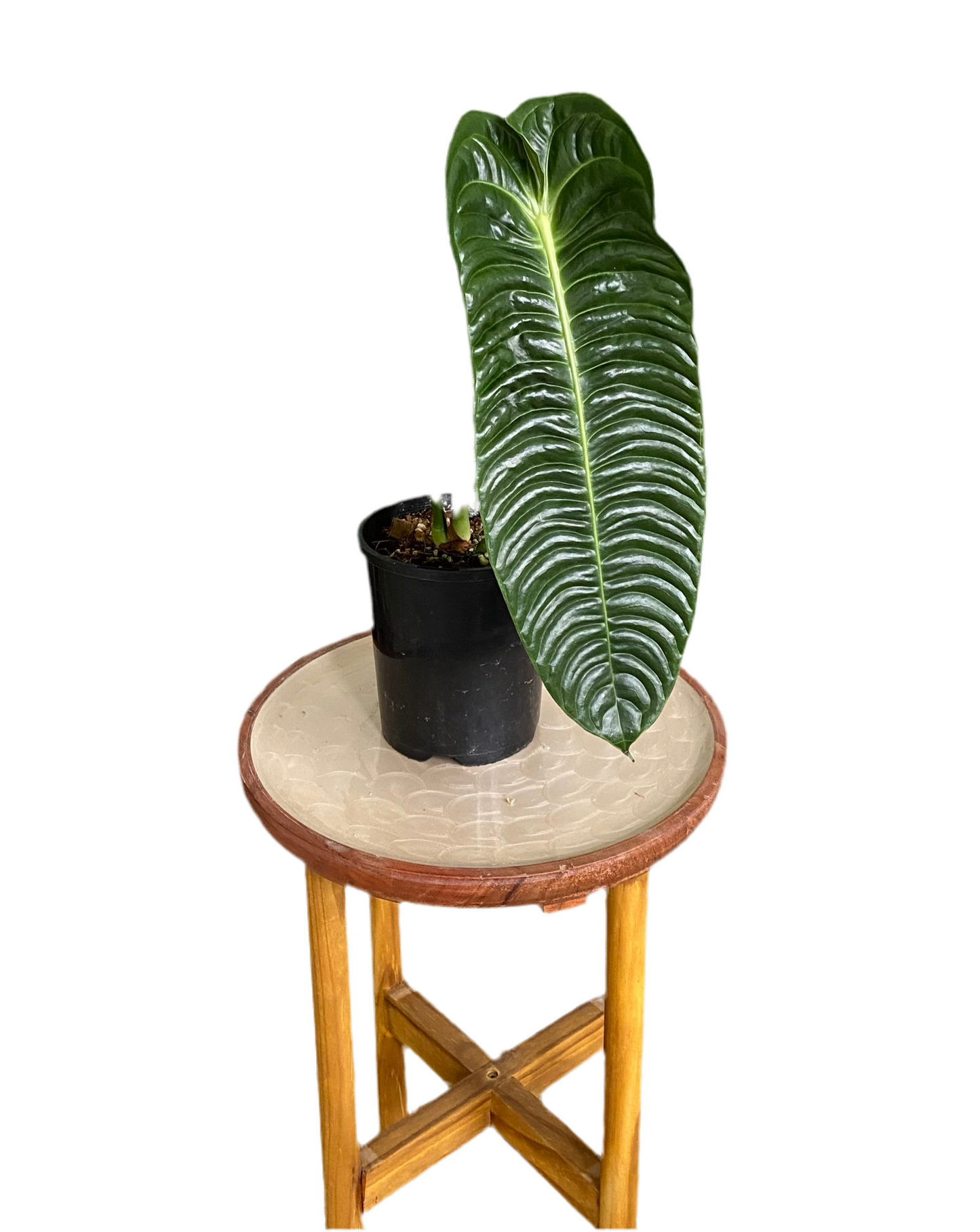 Anthurium Vietchii - King of Anthuriums