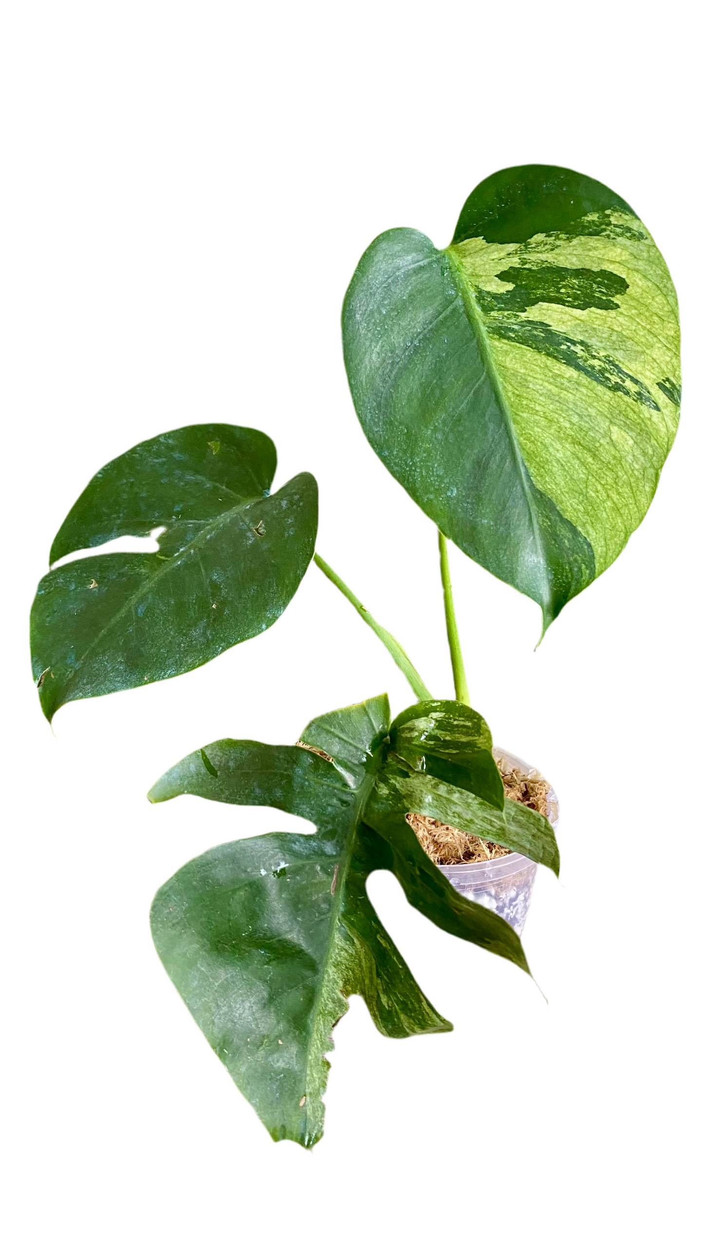 Monstera Jungle Mint