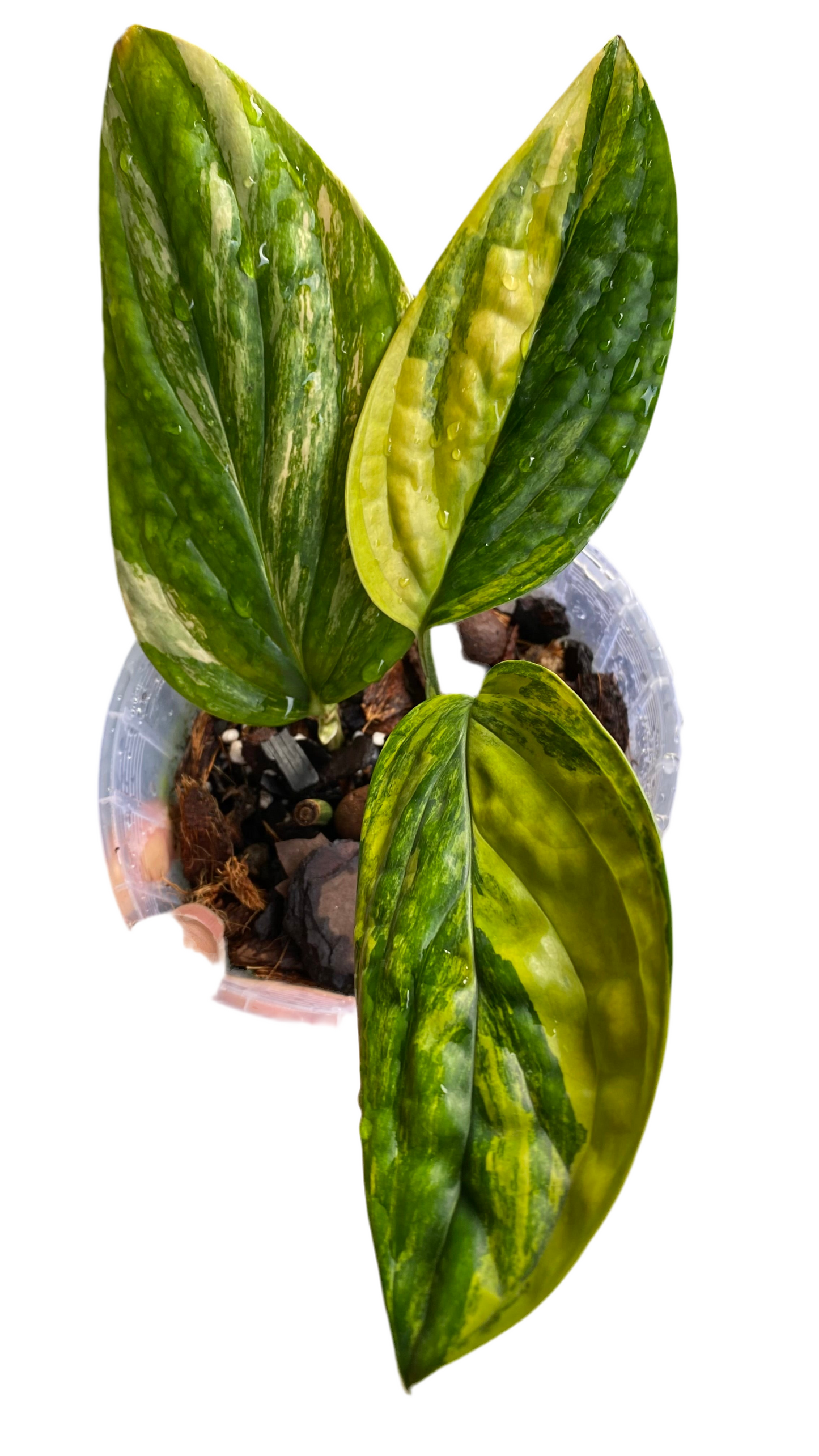Monstera Peru Variegated