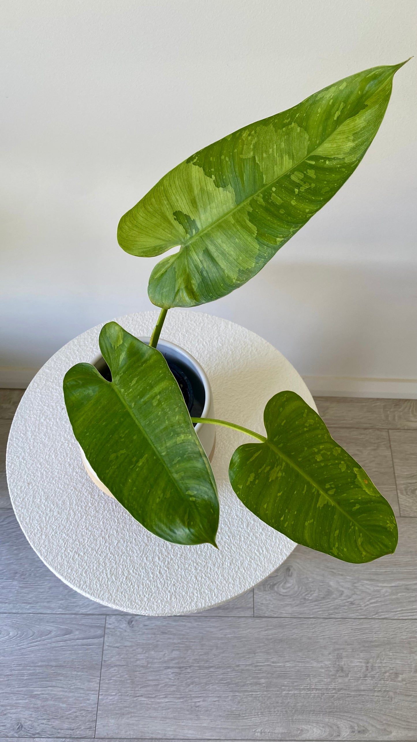 Philodendron Jose Buono