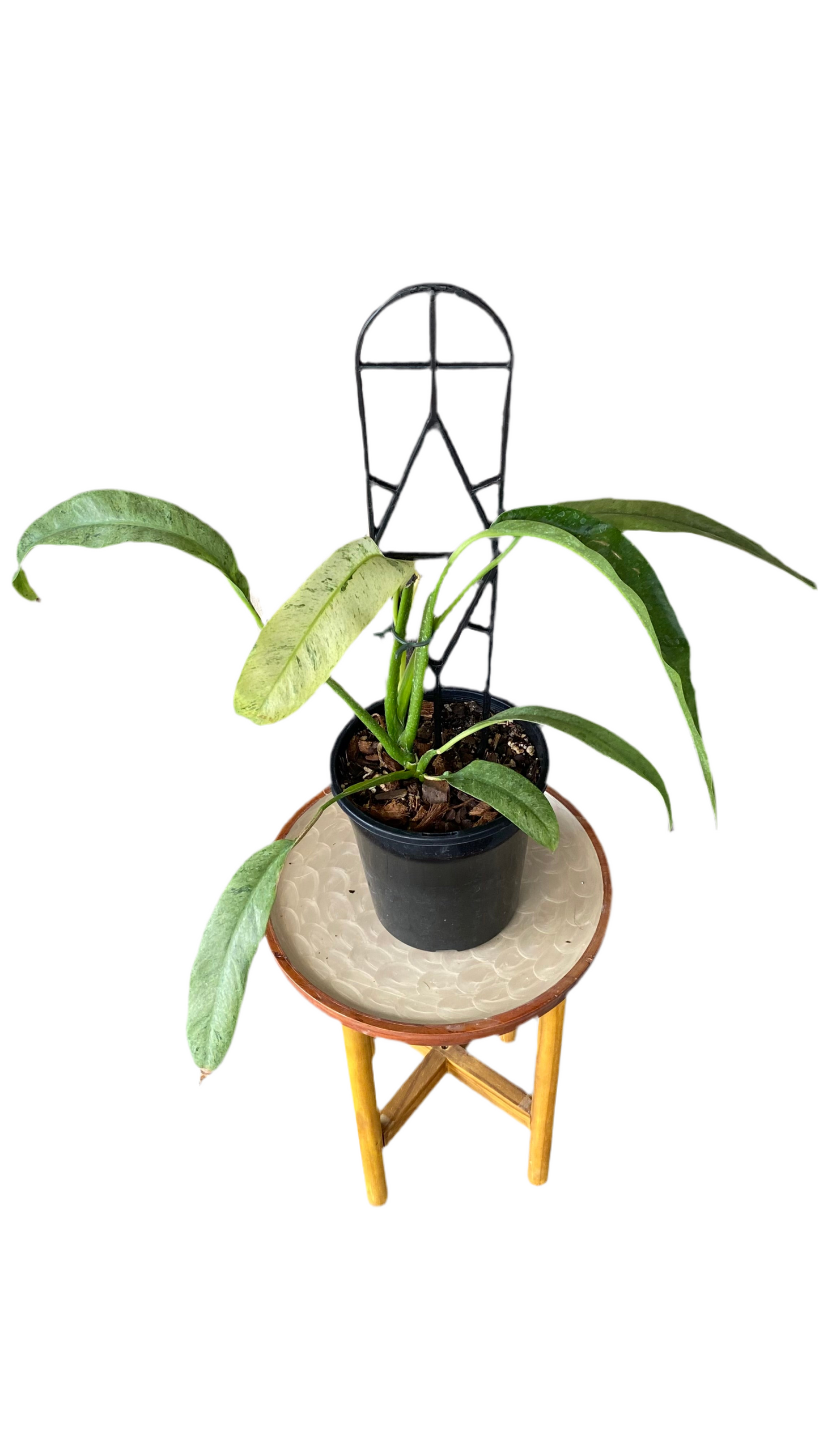 Epipremnum Giganteum Variegated