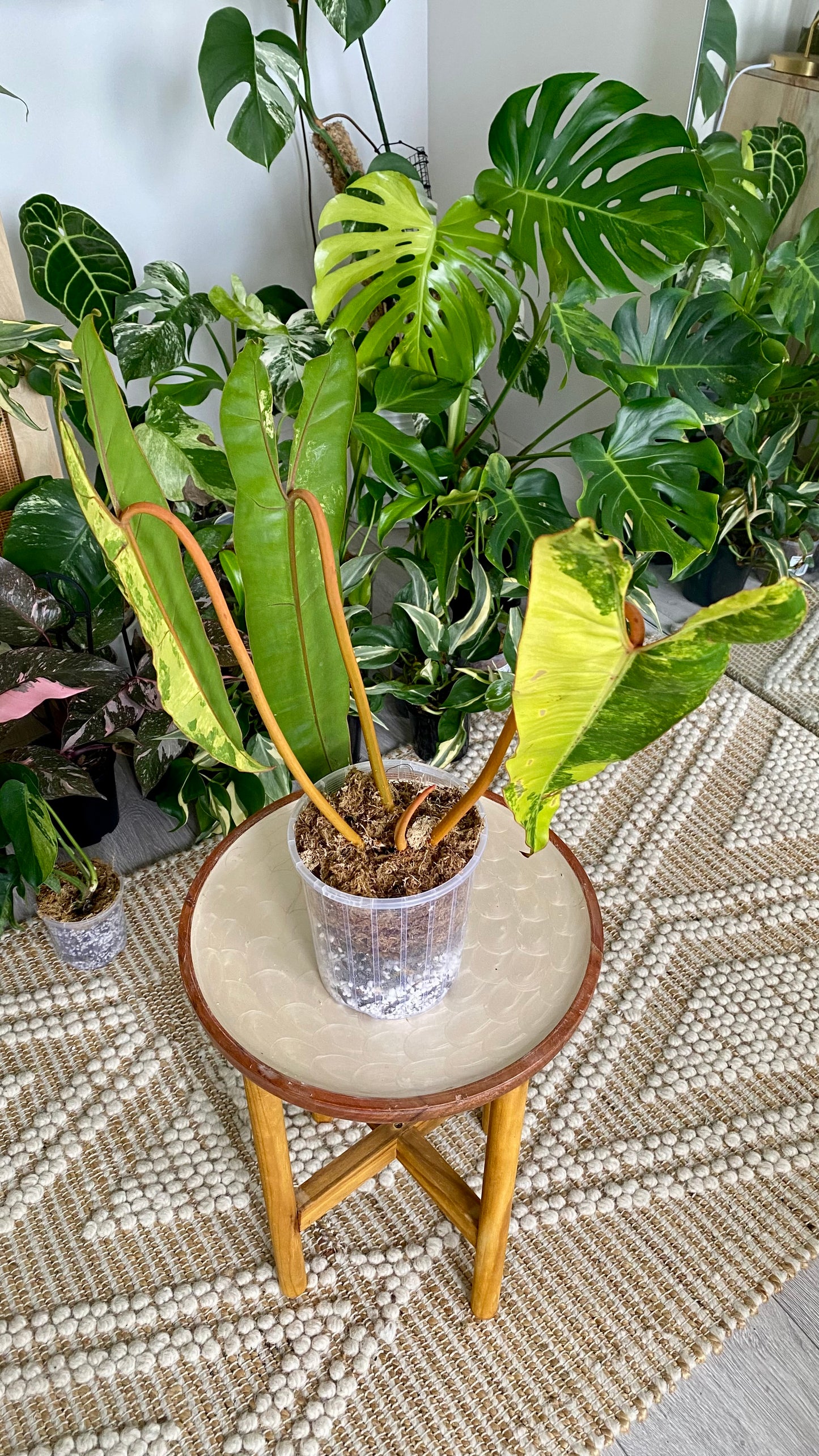 Philodendron Billietiae Variegated