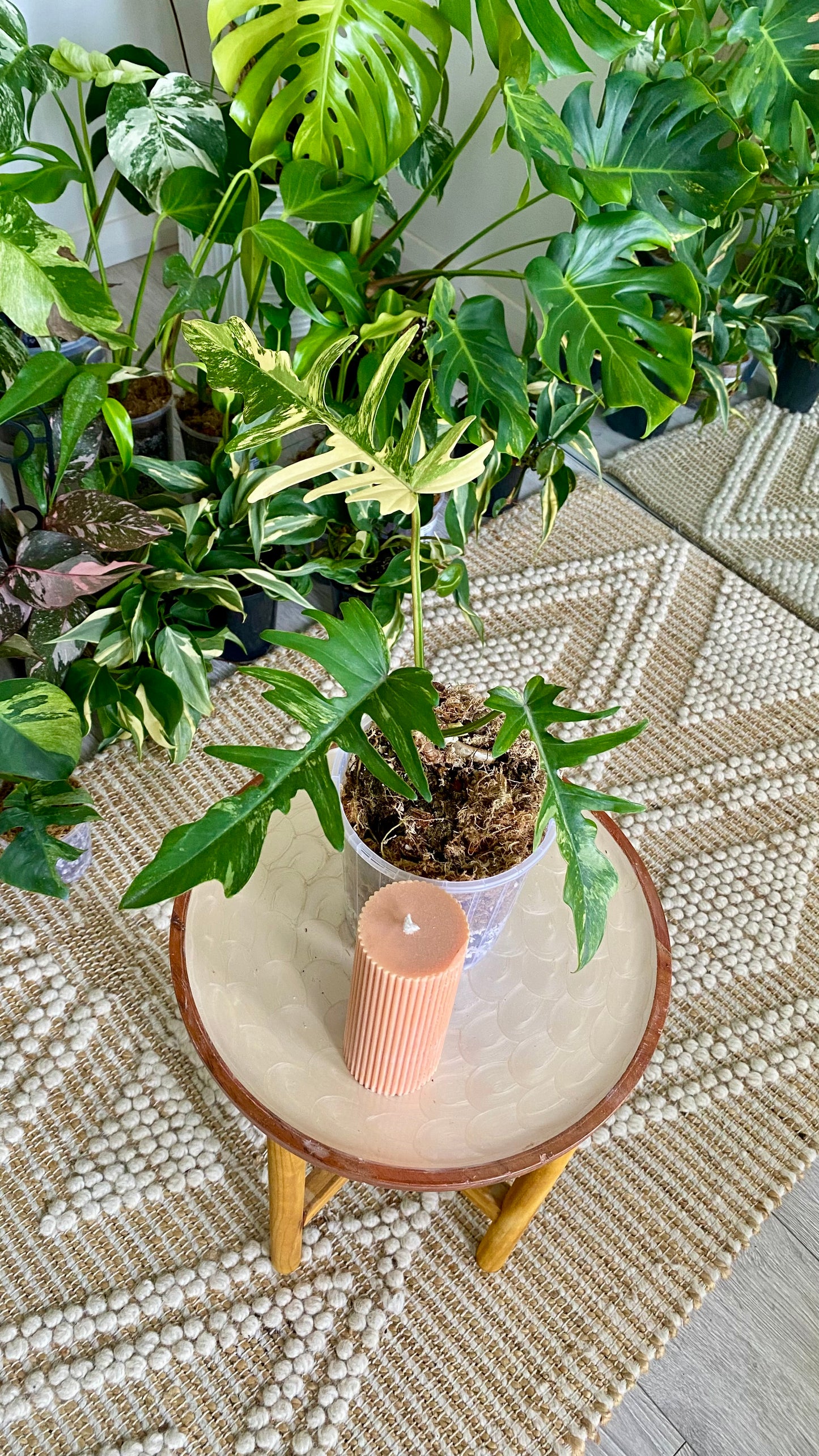 Philodendron Florida Beauty x P. Totum Variegated
