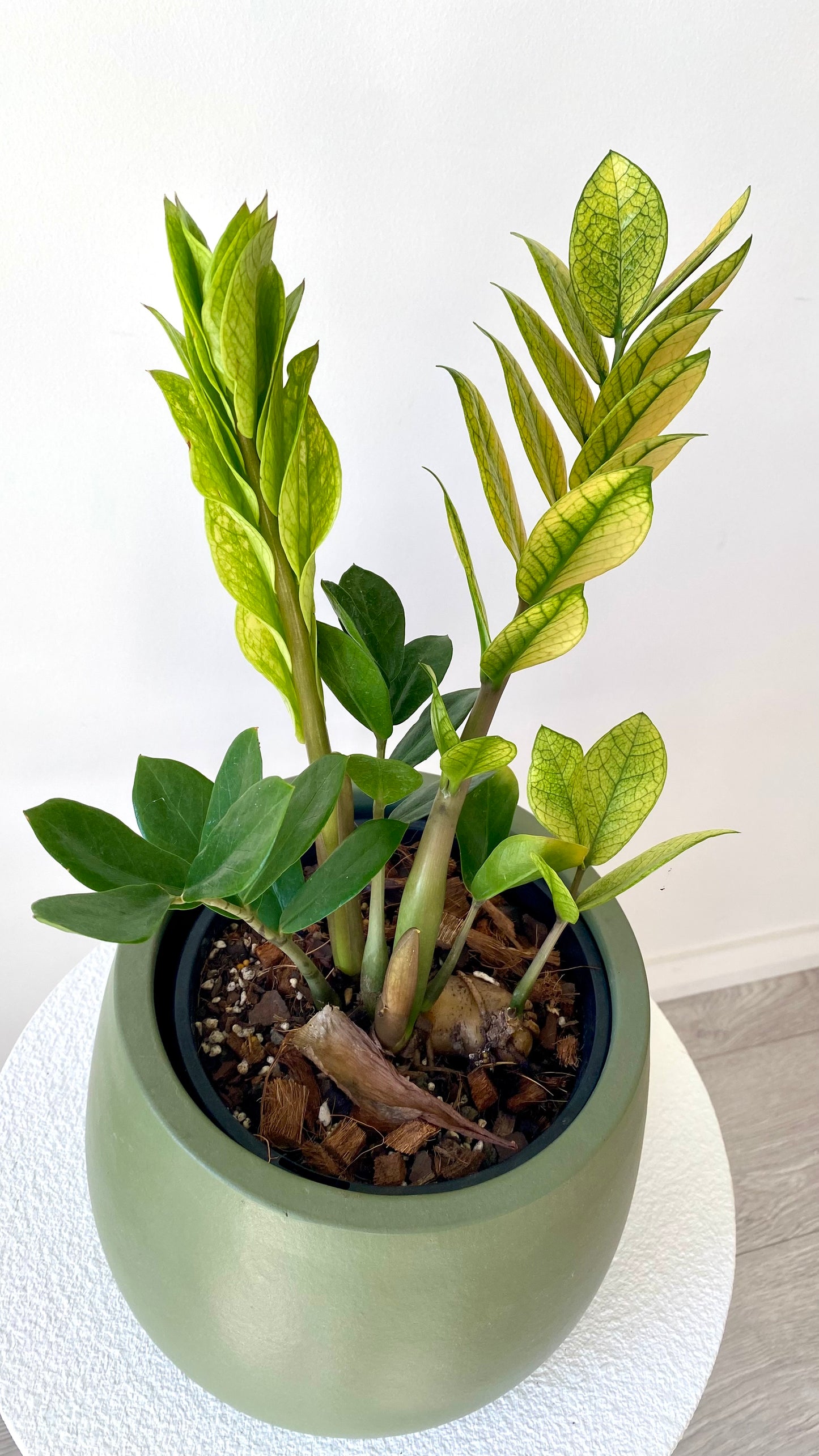 Zamioculcas Zamiifolia - Akebono
