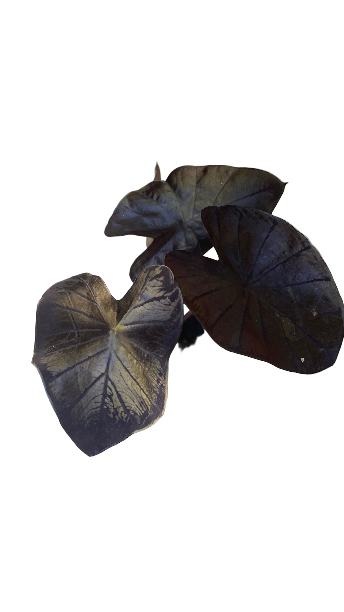 Colocasia Black Coral