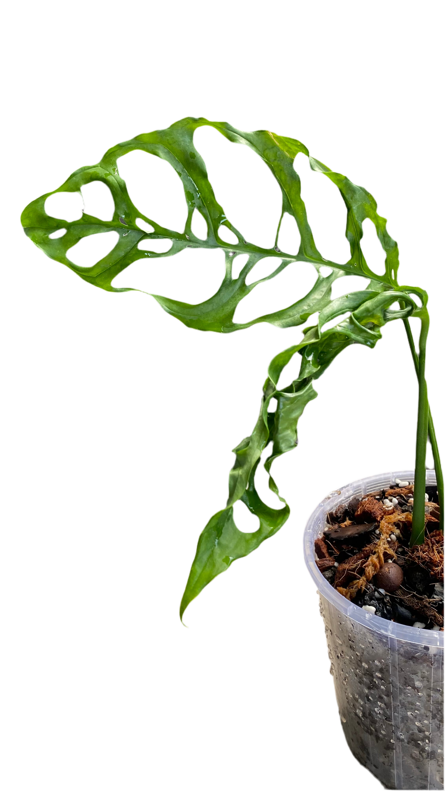 Monstera Obliqua - Peru