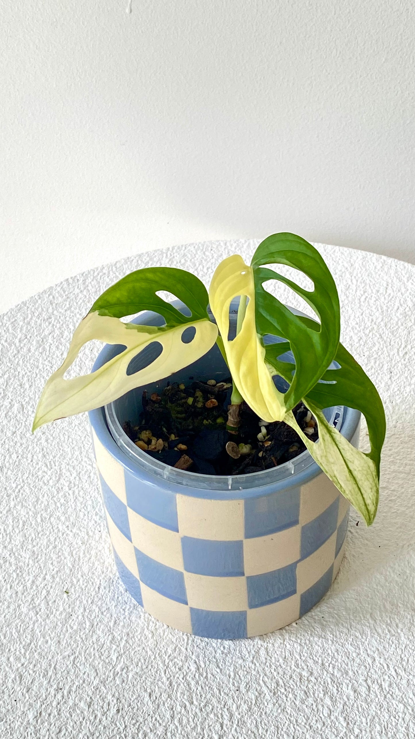 Monstera Adansonii Variegated