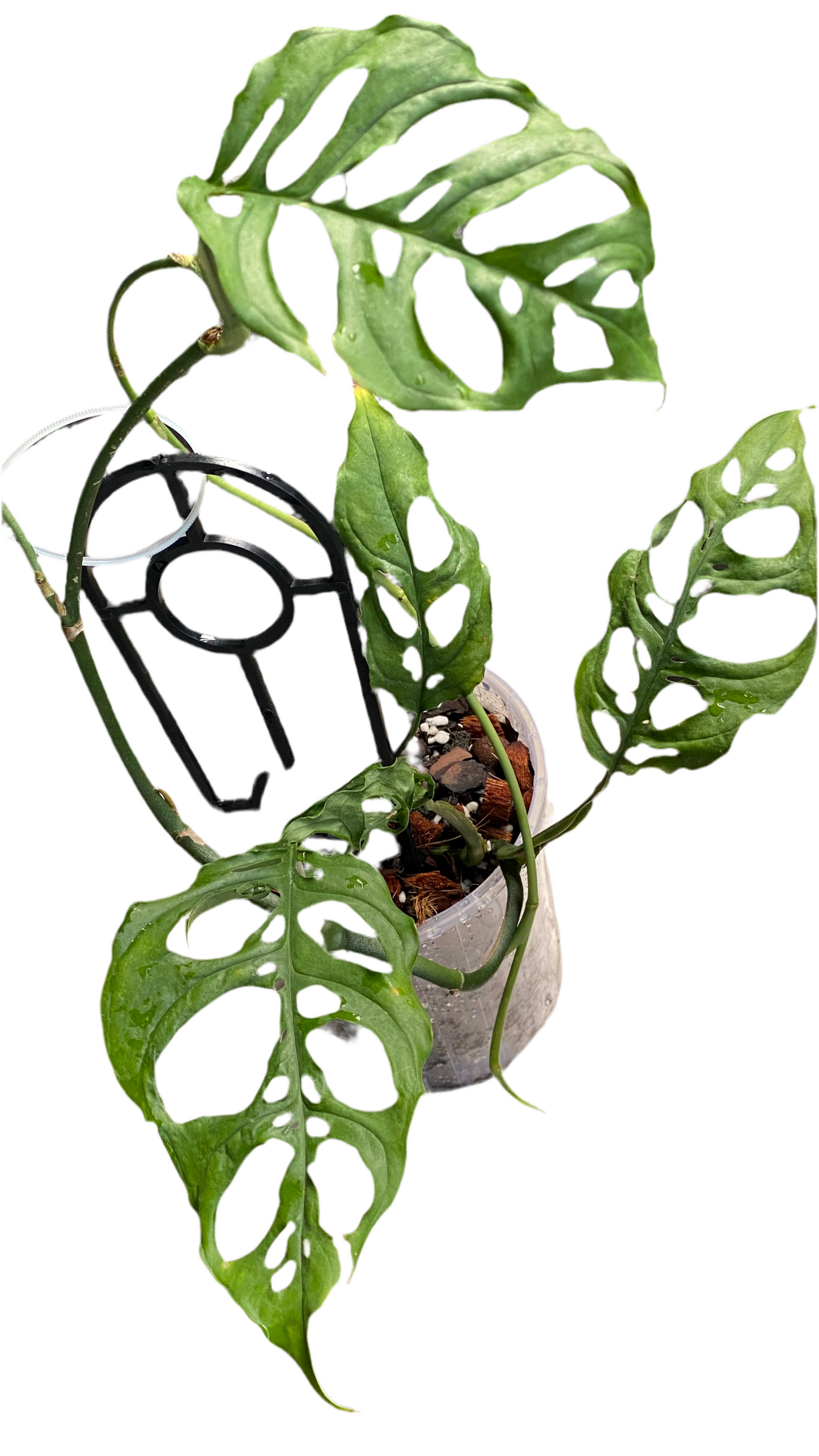 Monstera Obliqua - Peru