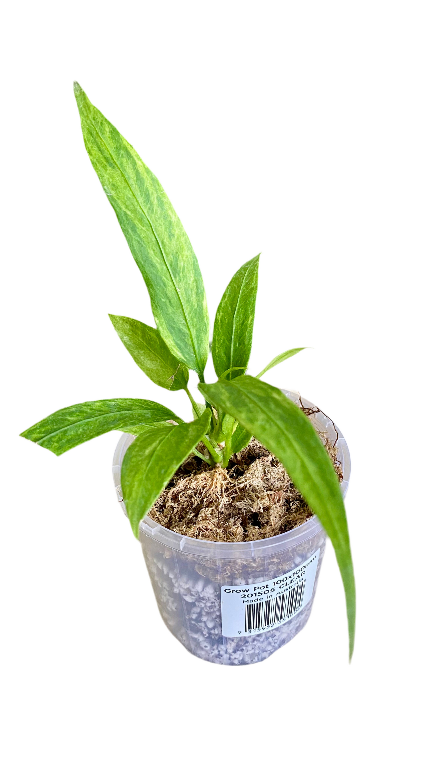 Anthurium Vittarifolium Variegated