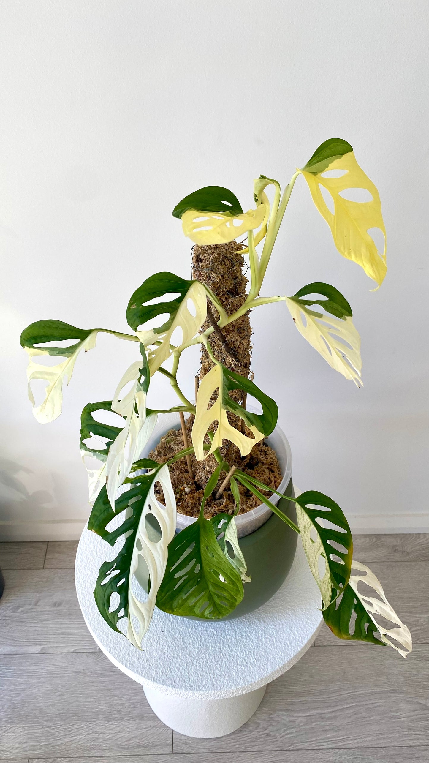Monstera Adansonii Variegated