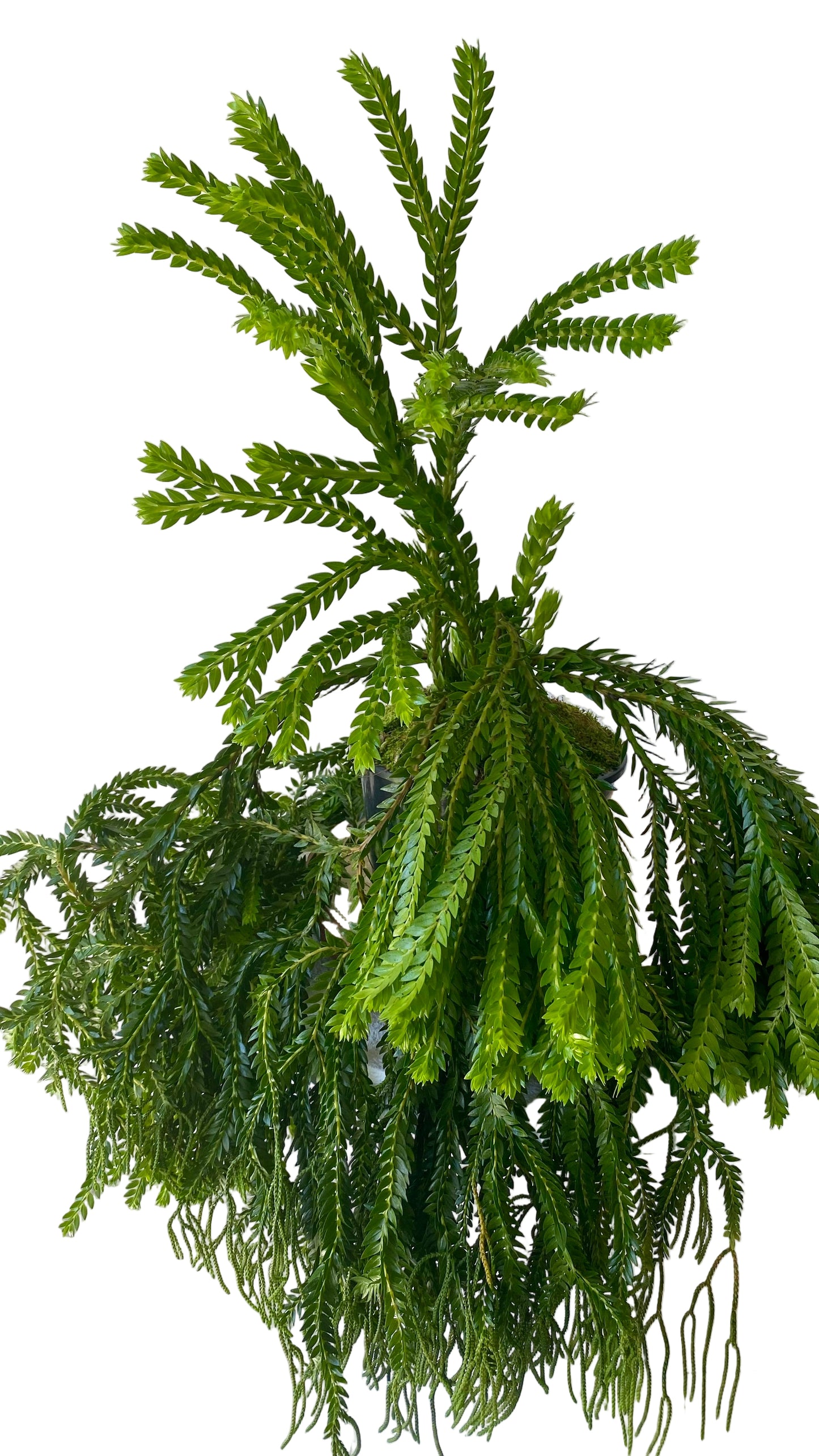 Layered Tassels Ferns XXL