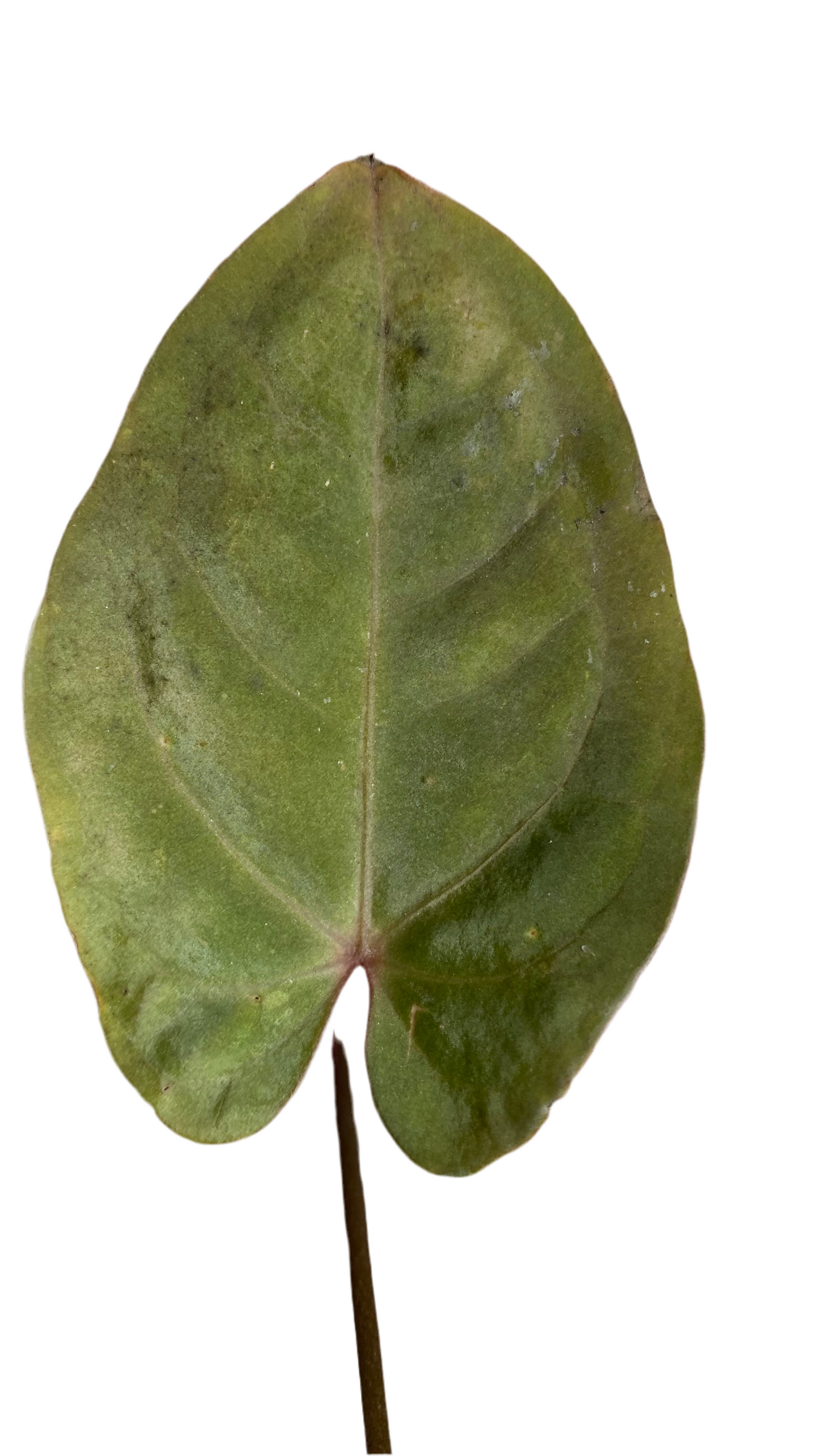 Anthurium Hoffmannii Red Sinus 'Blood Moon'