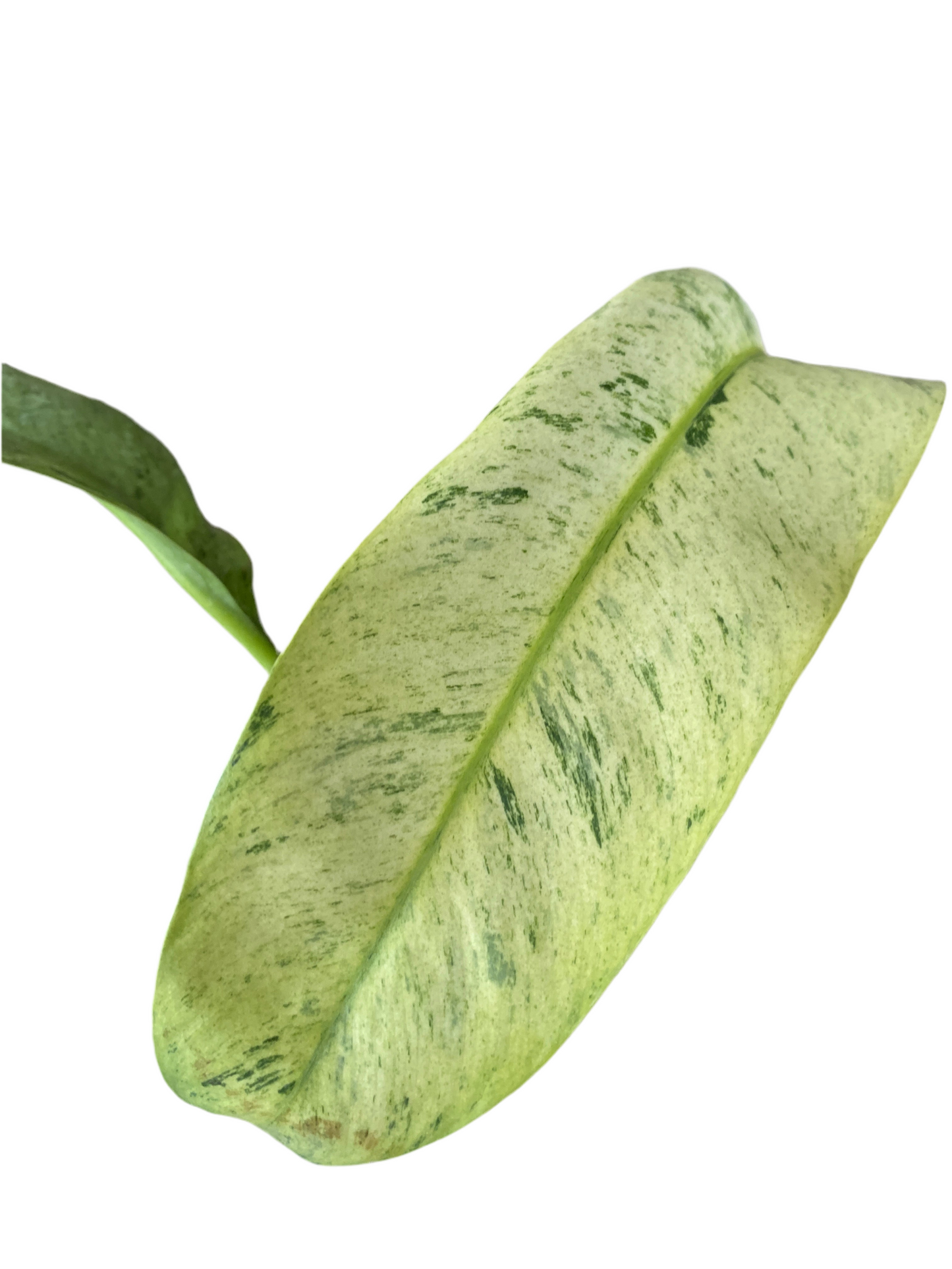 Epipremnum Giganteum Variegated